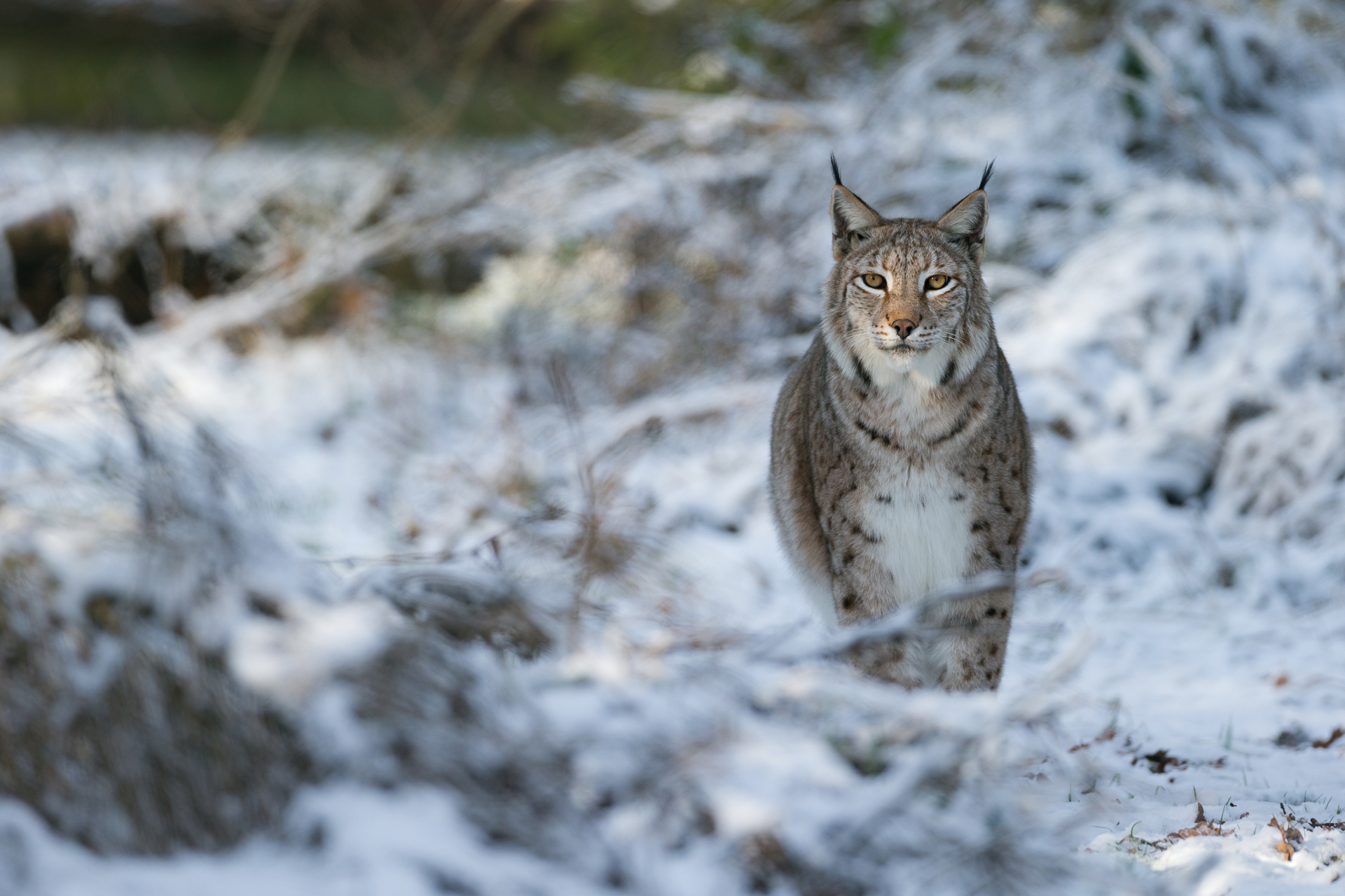 Download mobile wallpaper Cats, Animal, Lynx for free.