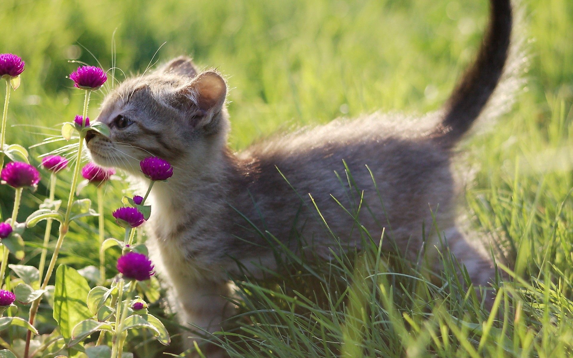 Download mobile wallpaper Grass, Kitty, Animals, Flowers, Kitten, Grey for free.