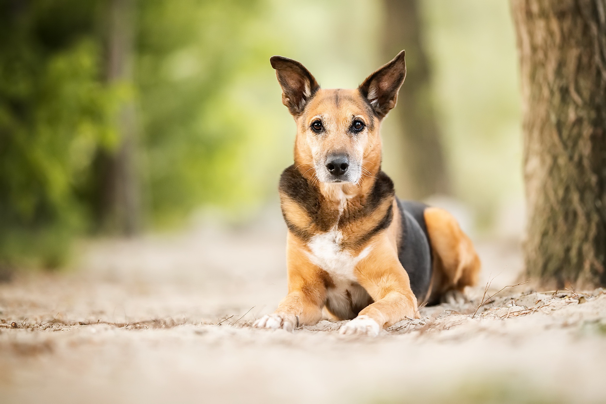 無料モバイル壁紙動物, 犬, 被写界深度をダウンロードします。