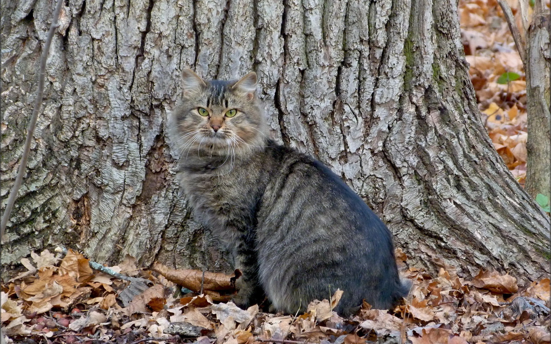 Baixe gratuitamente a imagem Animais, Gatos, Gato na área de trabalho do seu PC