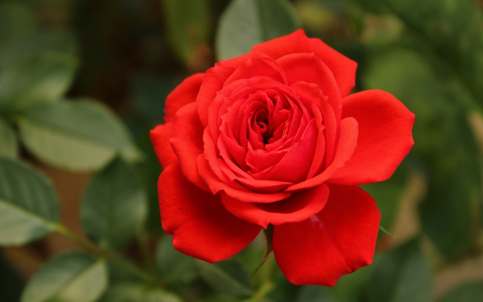 Baixe gratuitamente a imagem Flores, Rosa, Pétala, Rosa Vermelha, Flor Vermelha, Terra/natureza na área de trabalho do seu PC
