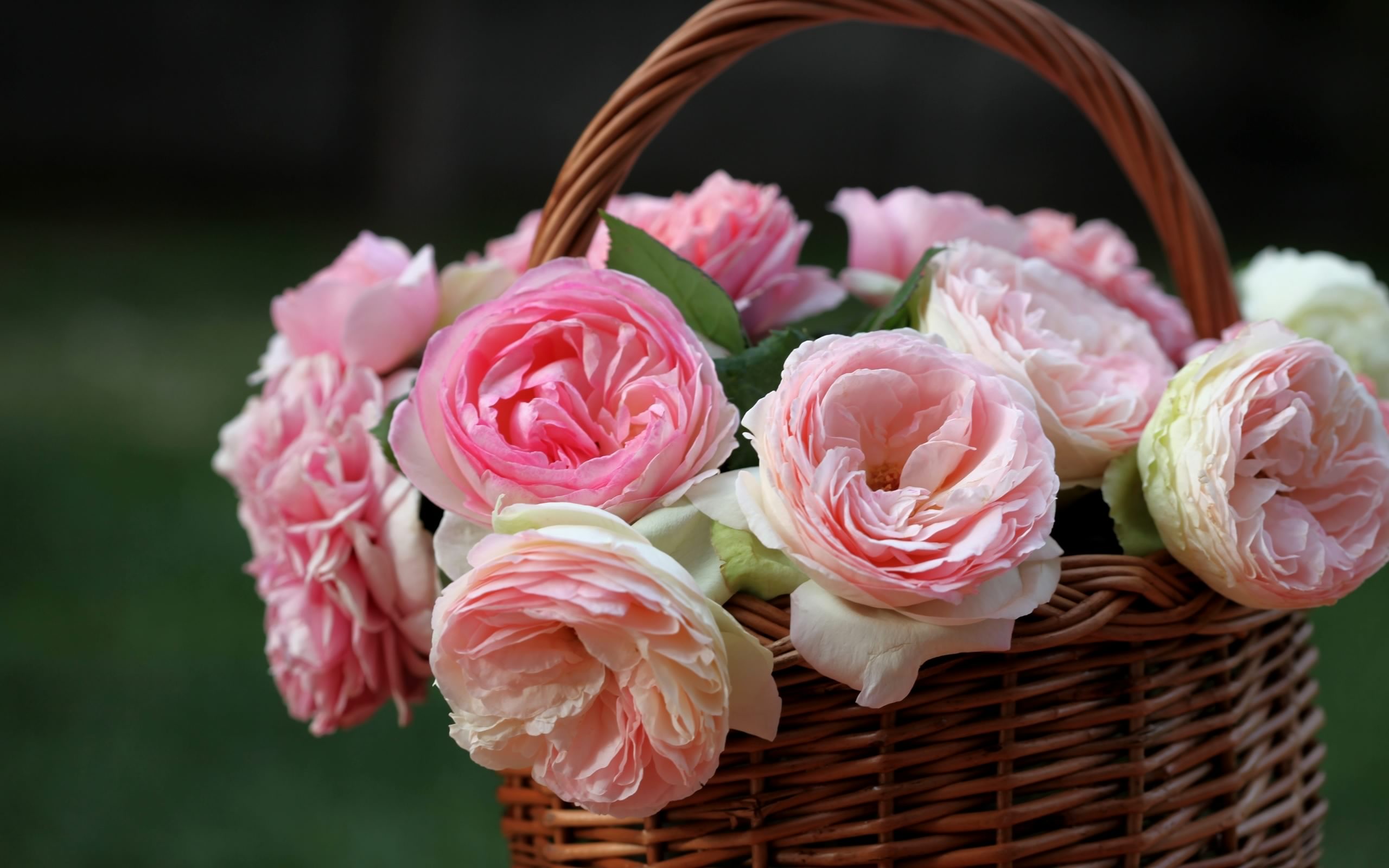 PCデスクトップに静物, 花, 薔薇, バスケット, マンメイド, ピンクの花, ピンクのバラ画像を無料でダウンロード