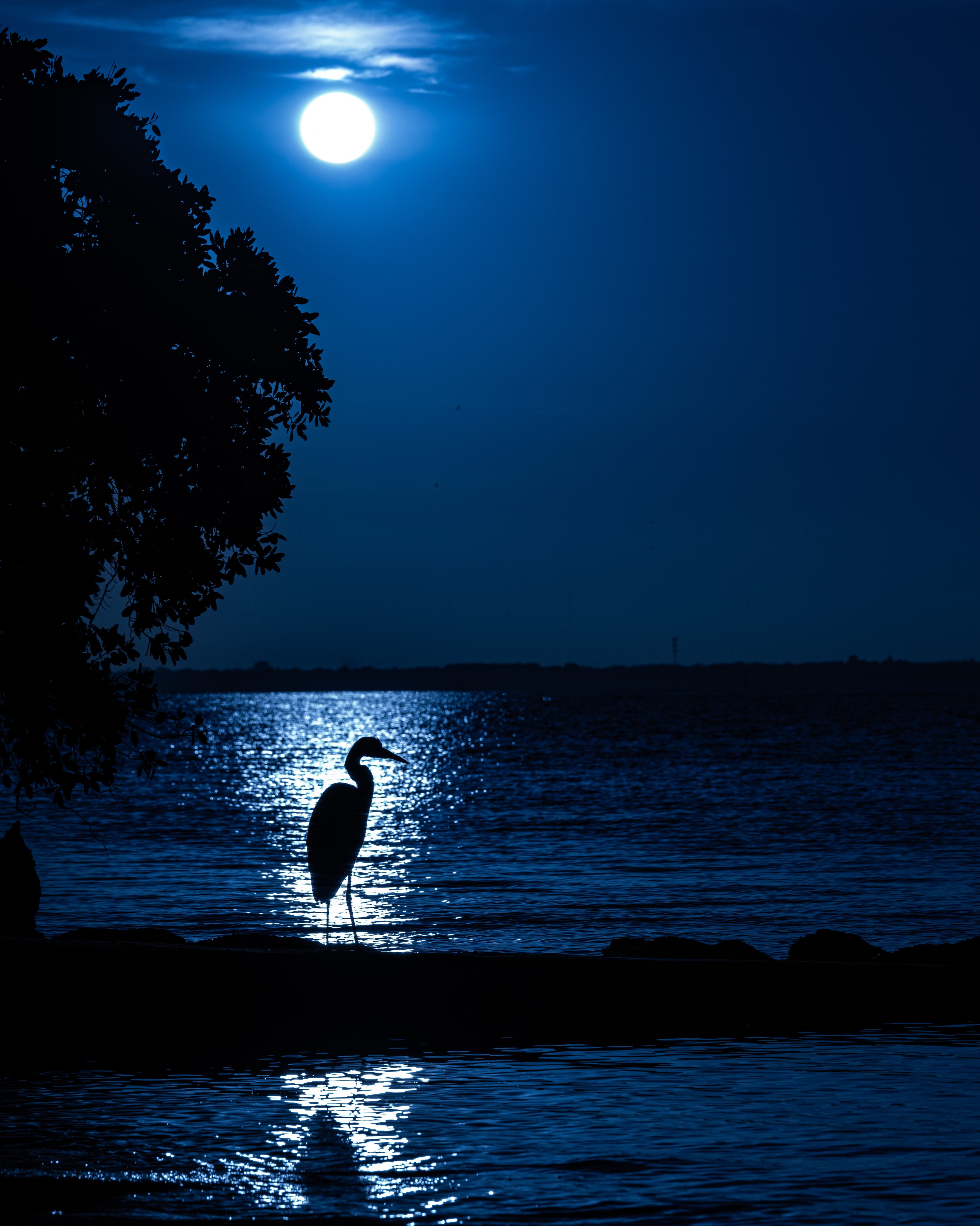 silhouette, night, heron, moon, dark