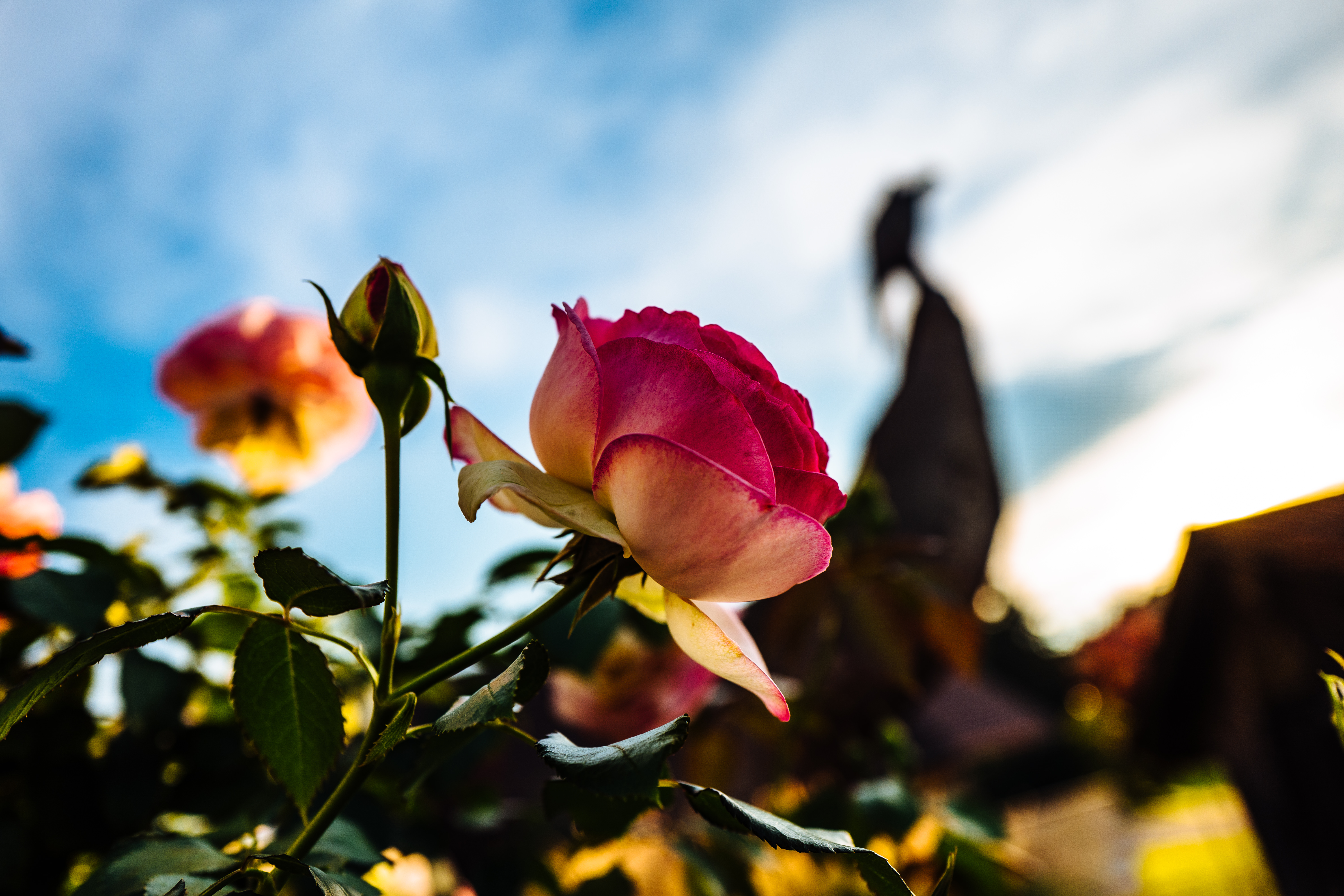 Скачать обои бесплатно Природа, Цветок, Роза, Земля/природа, Розовый Цветок, Флауэрсы картинка на рабочий стол ПК