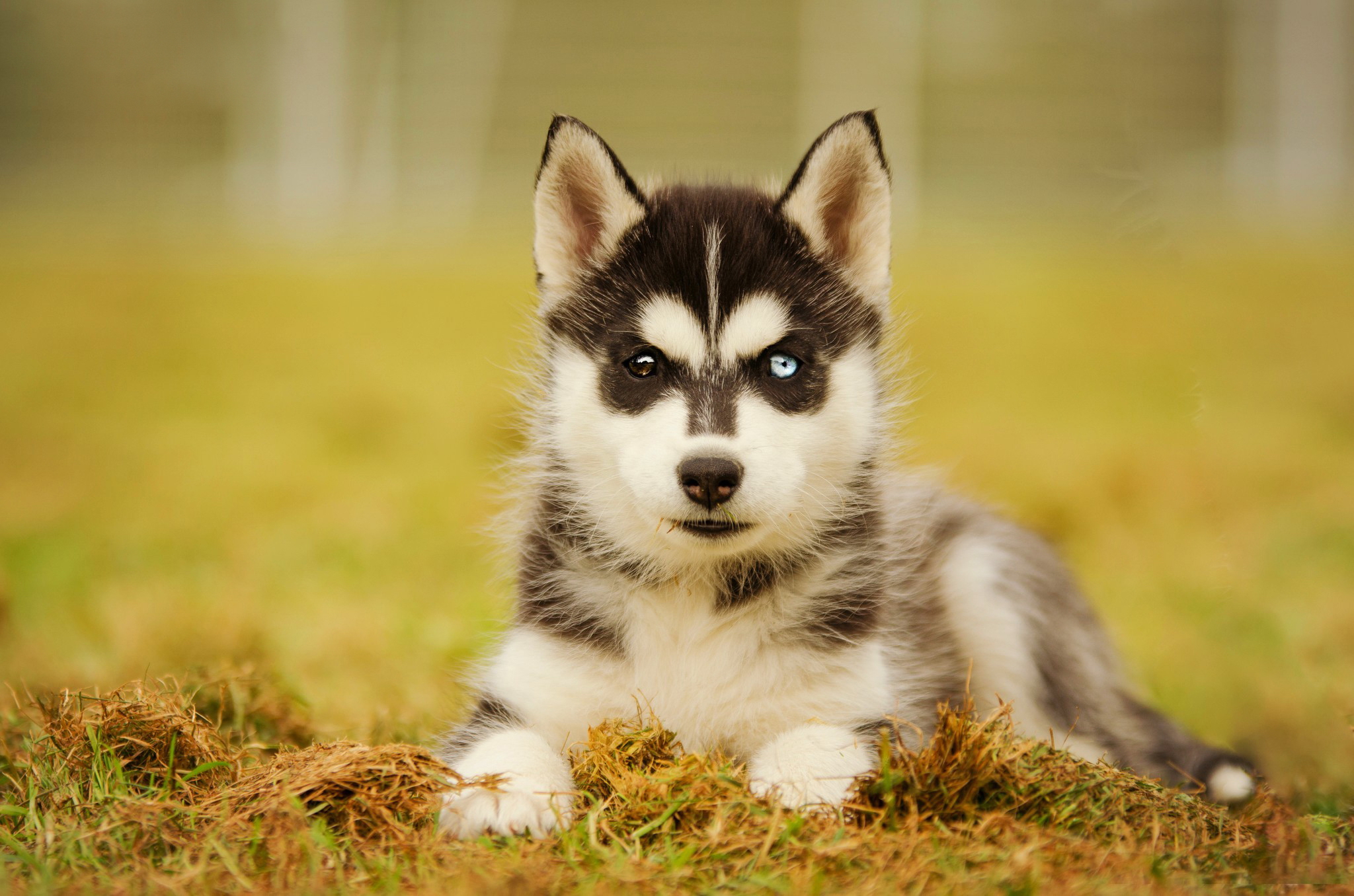 Laden Sie das Tiere, Hunde, Hund, Welpen, Sibirischer Husky, Tierbaby-Bild kostenlos auf Ihren PC-Desktop herunter