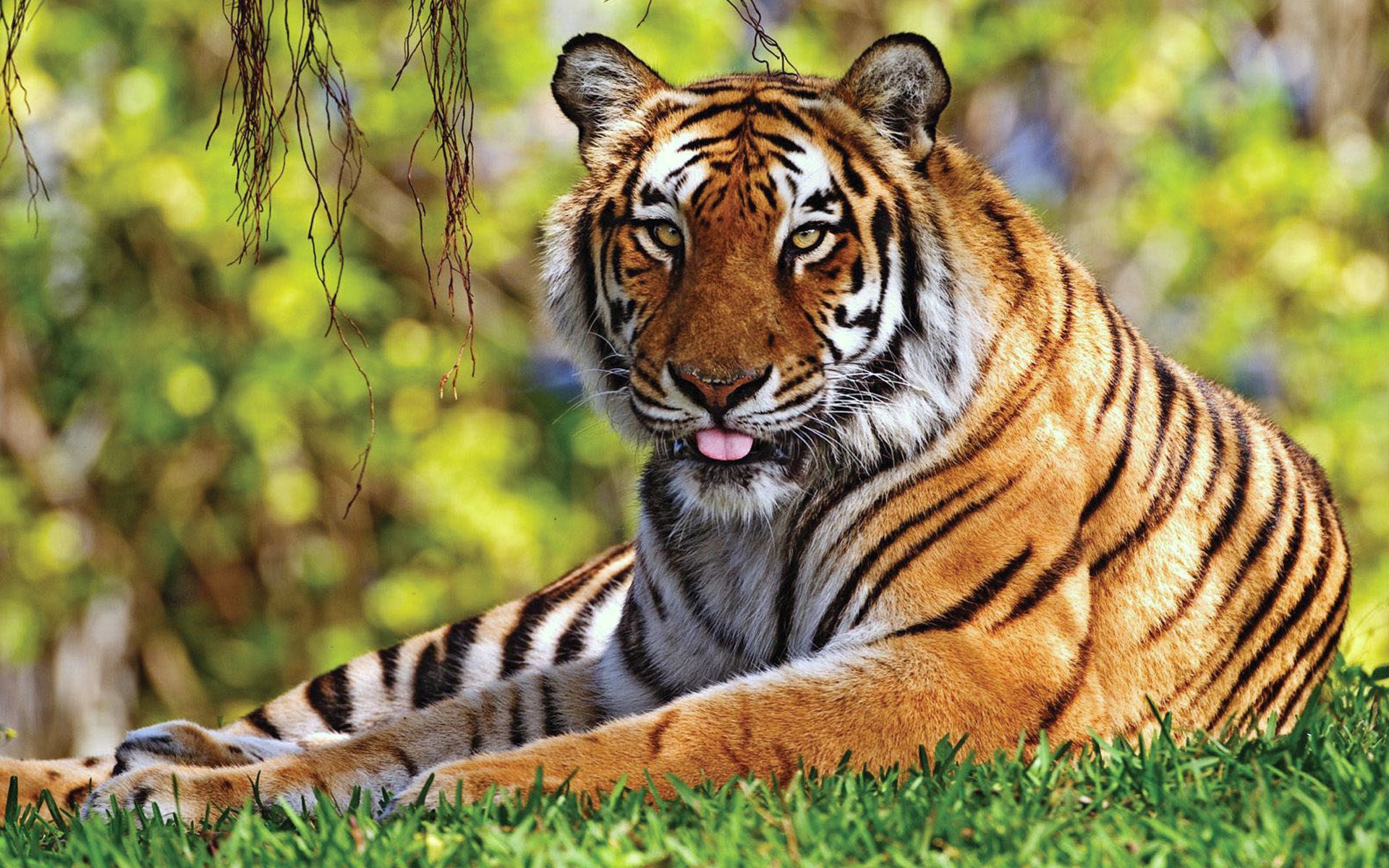 lie, to lie down, animals, grass, predator, relaxation, rest, tiger HD wallpaper