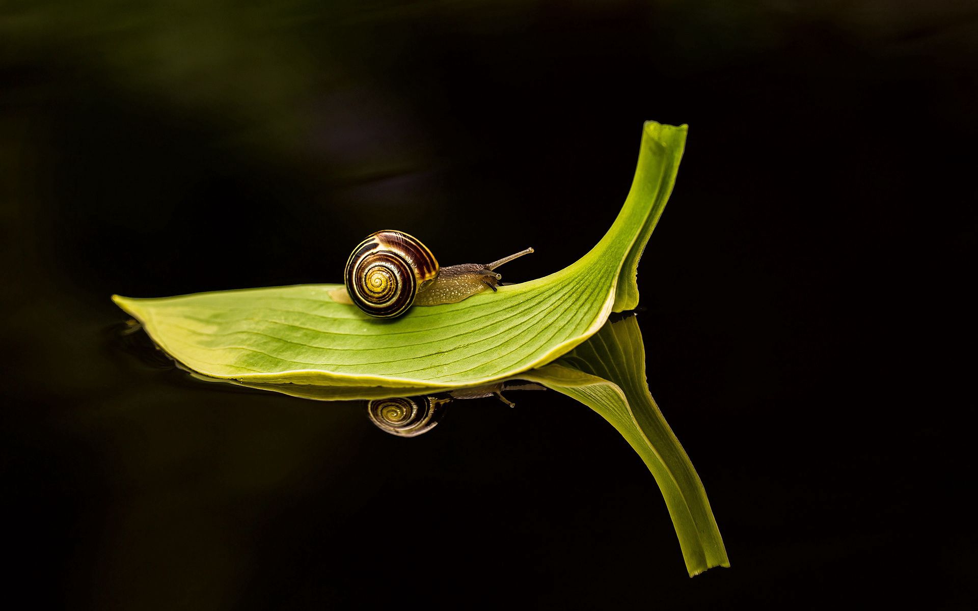 leaf, green, macro, sheet, snail, travels, dark water Full HD