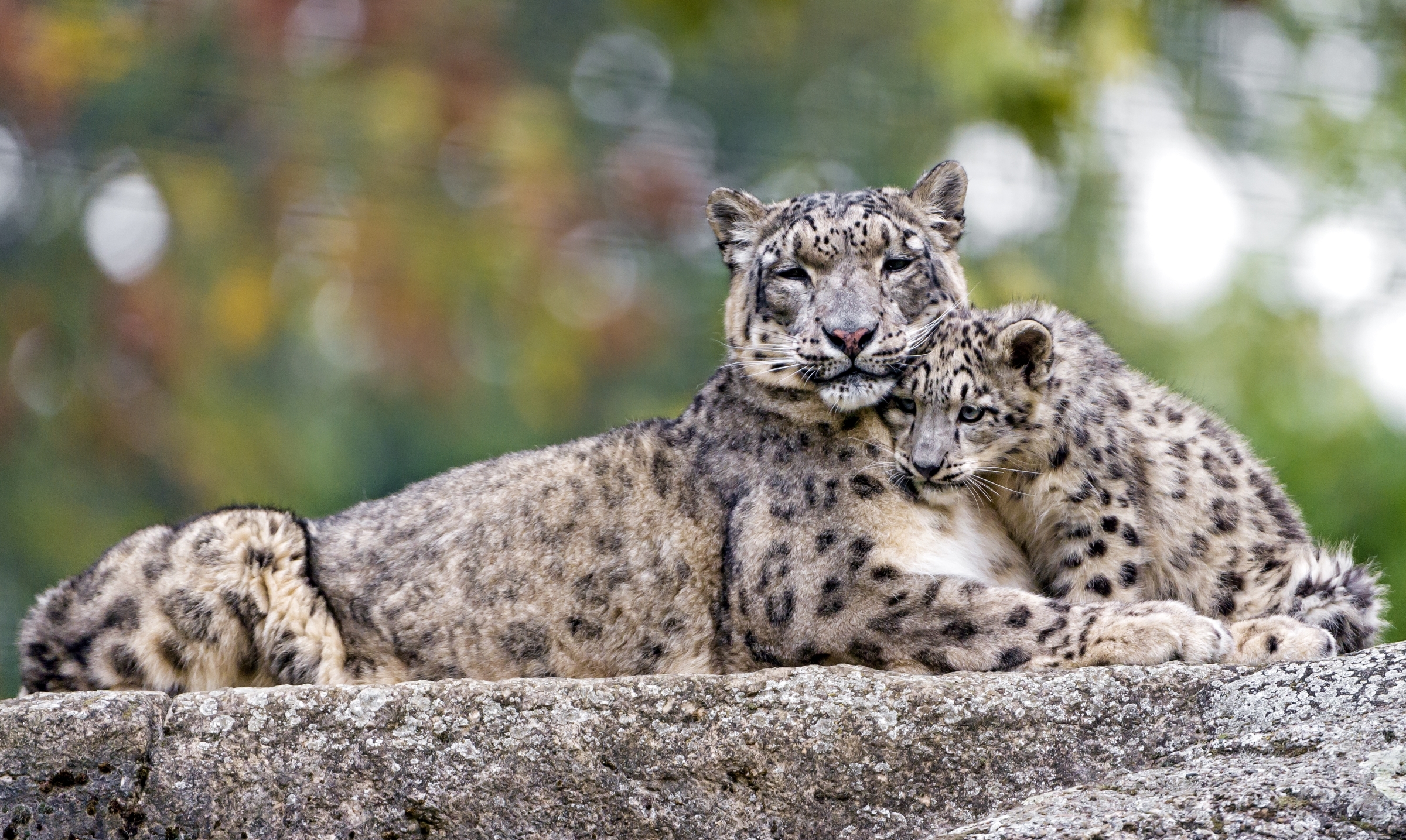 Free download wallpaper Cats, Snow Leopard, Animal, Cub on your PC desktop