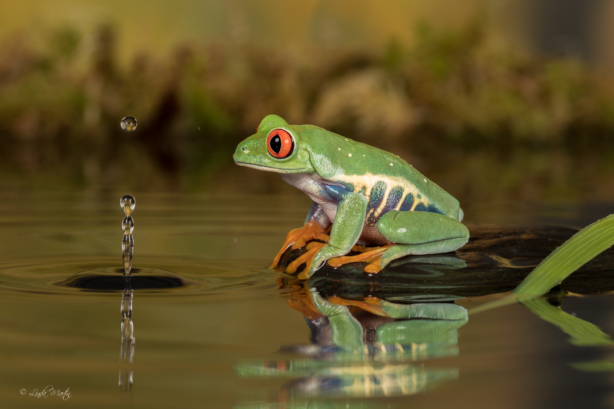 Download mobile wallpaper Water, Frogs, Reflection, Animal, Frog, Amphibian, Red Eyed Tree Frog for free.