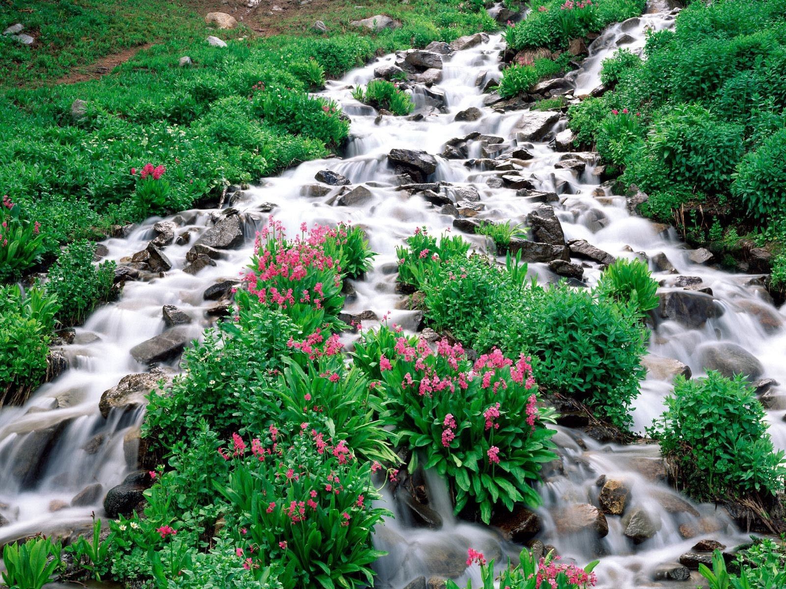 flowers, mountain river, vegetation, nature, stones, greens cellphone