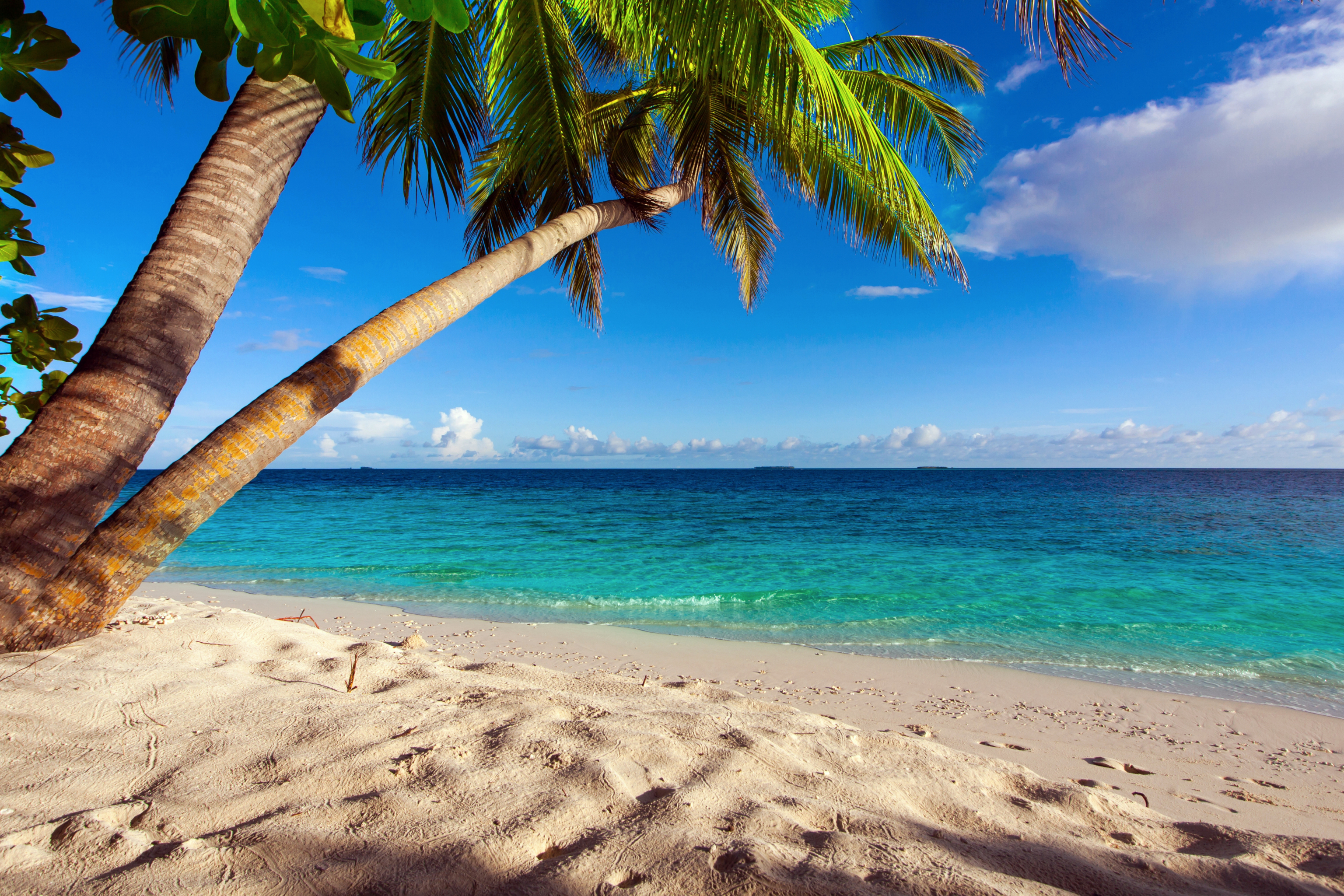 Laden Sie das Strand, Horizont, Ozean, Palme, Tropisch, Meer, Erde/natur-Bild kostenlos auf Ihren PC-Desktop herunter