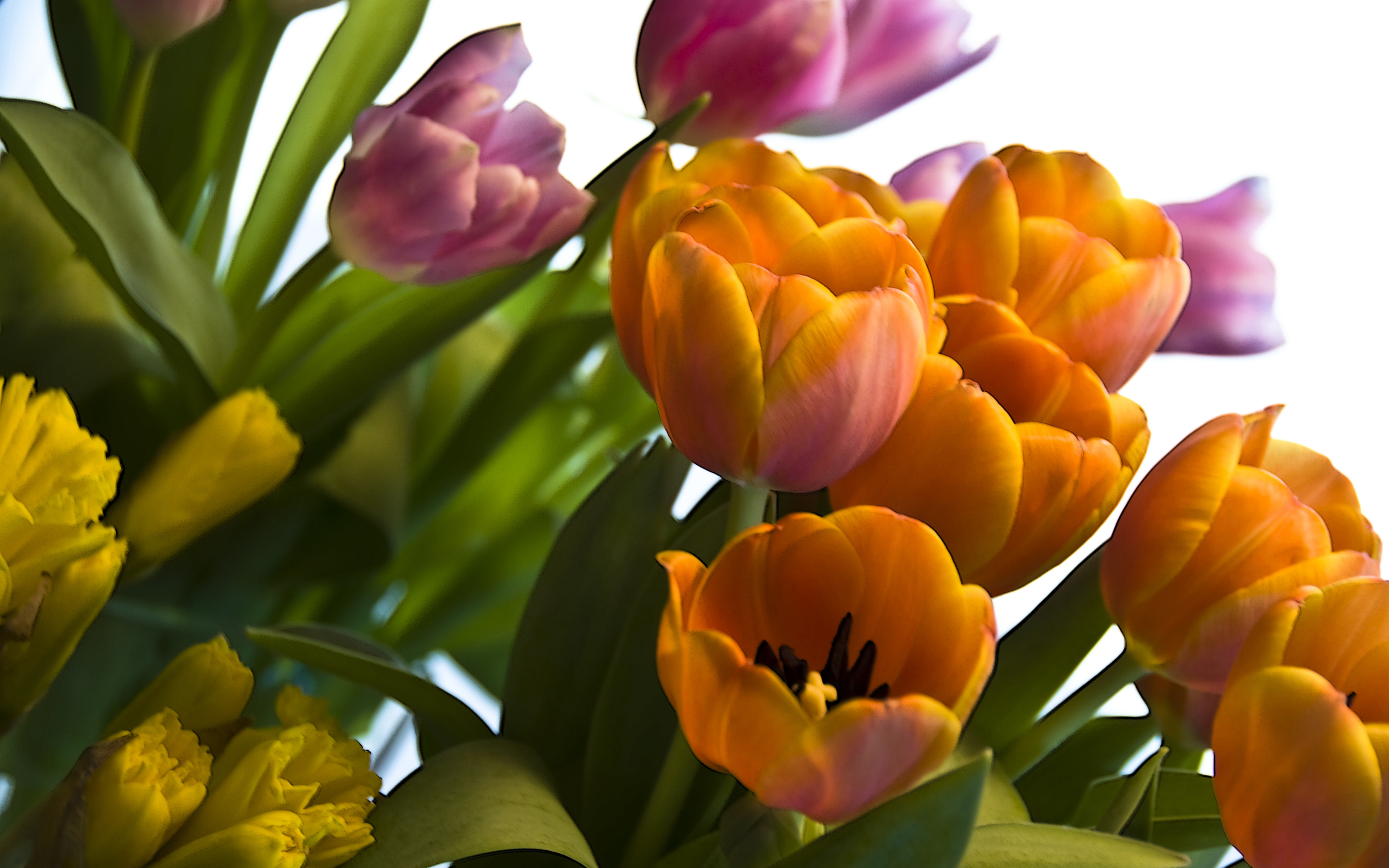 Laden Sie das Blumen, Blume, Bunt, Tulpe, Erde/natur, Orangene Blume-Bild kostenlos auf Ihren PC-Desktop herunter