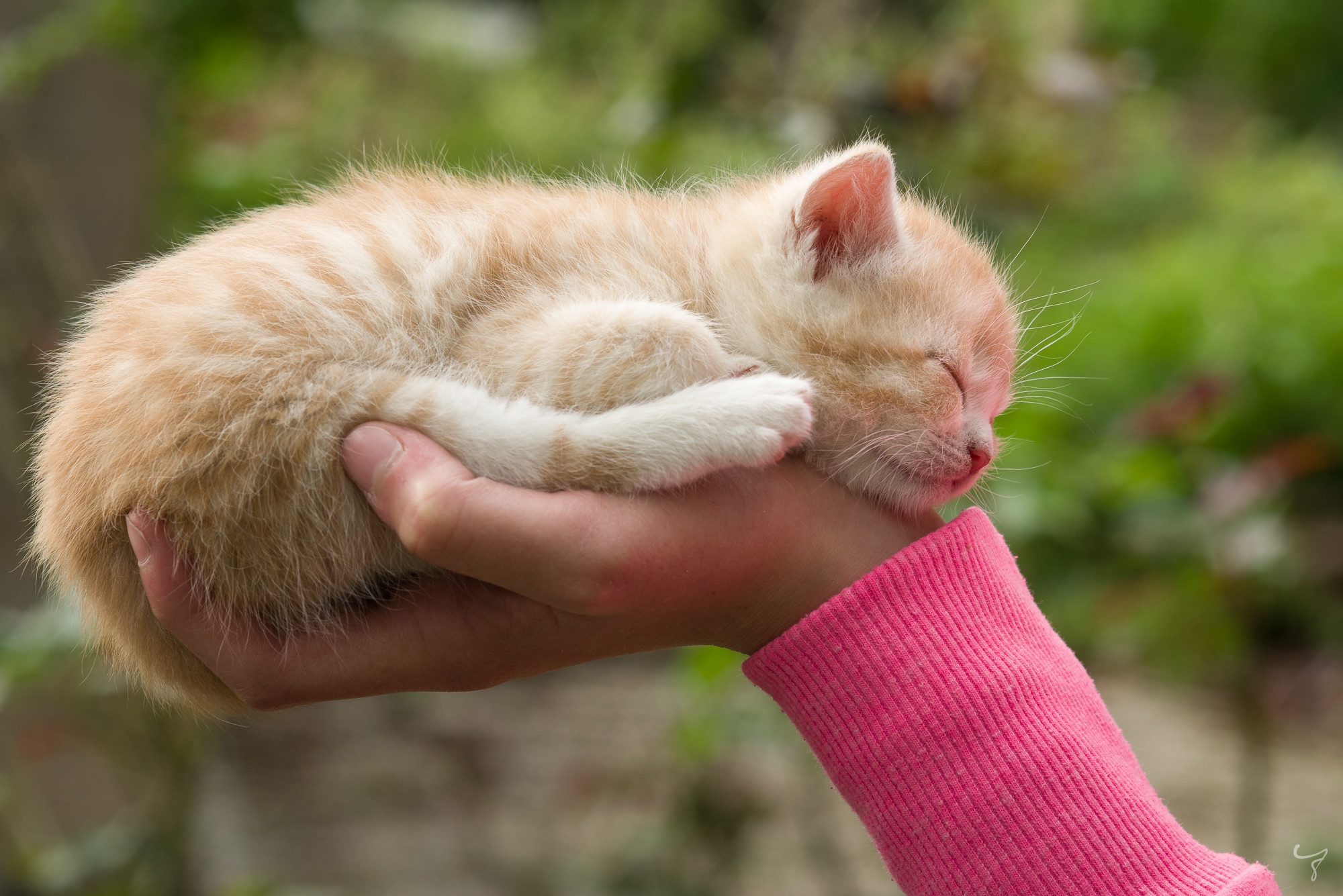 Baixe gratuitamente a imagem Animais, Gatos, Gato na área de trabalho do seu PC