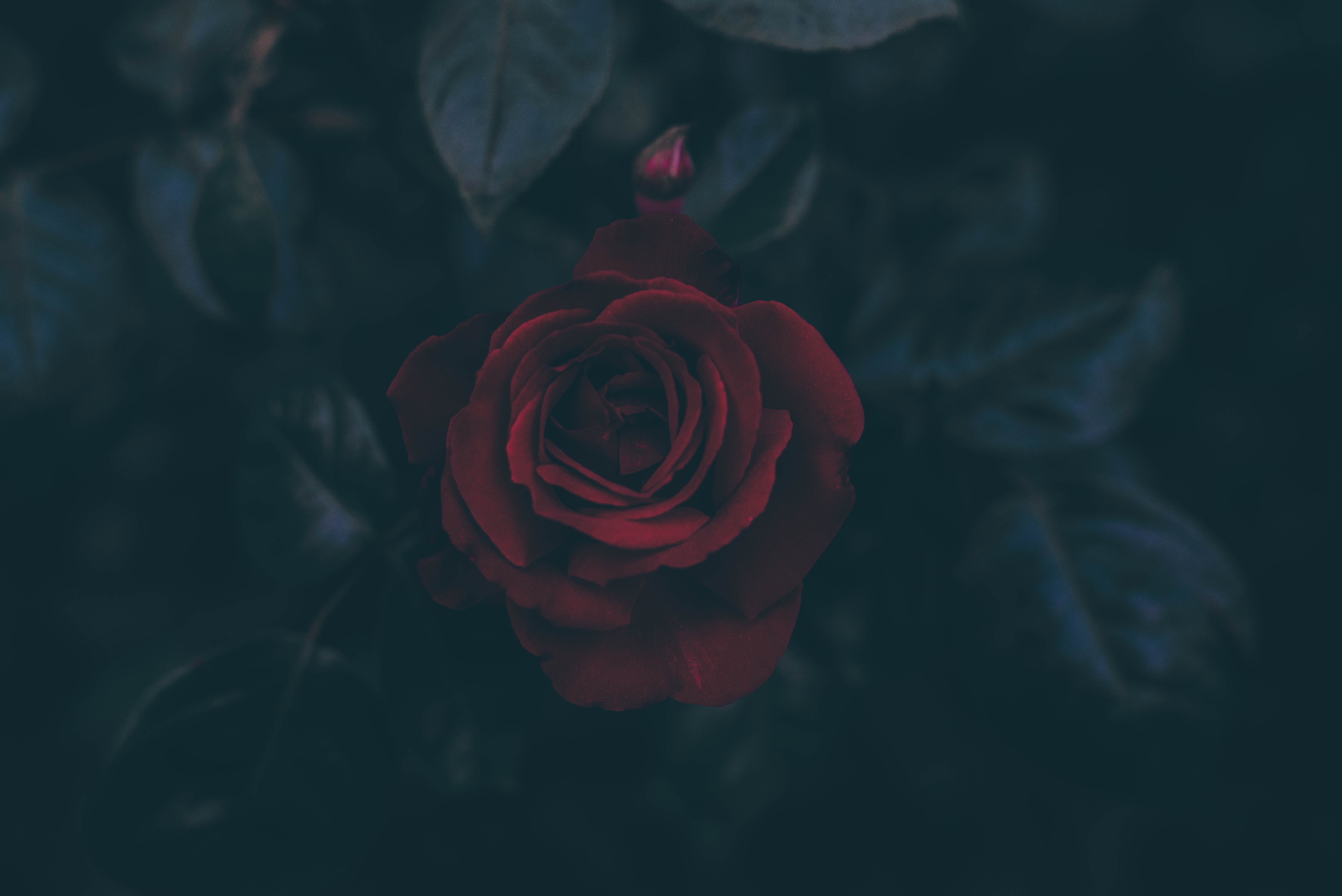 Download background rose, leaves, dark, rose flower, bud