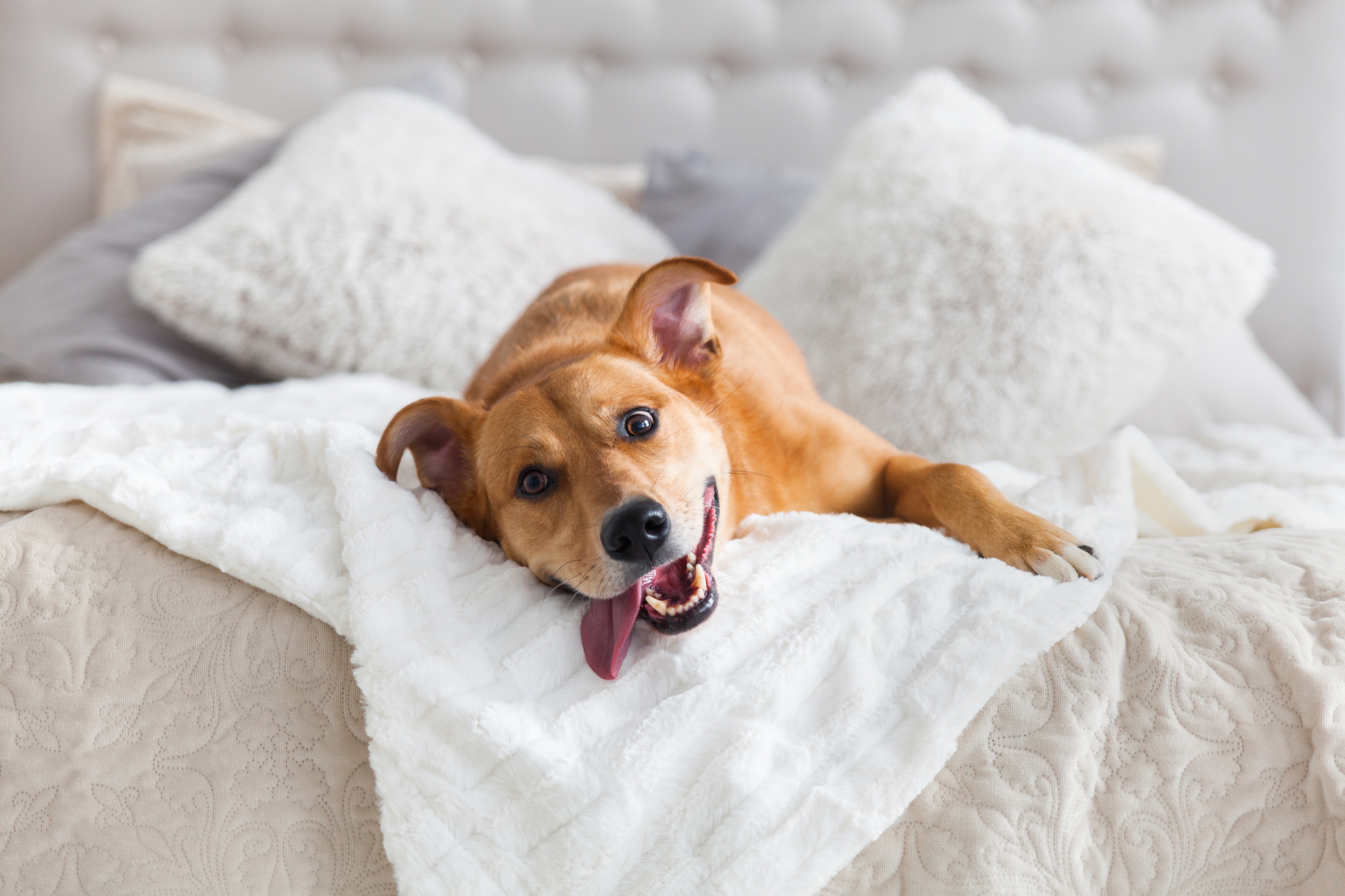 Téléchargez des papiers peints mobile Animaux, Chiens, Chien gratuitement.