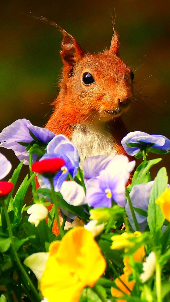 Download mobile wallpaper Squirrel, Flower, Animal, Rodent, Pansy for free.