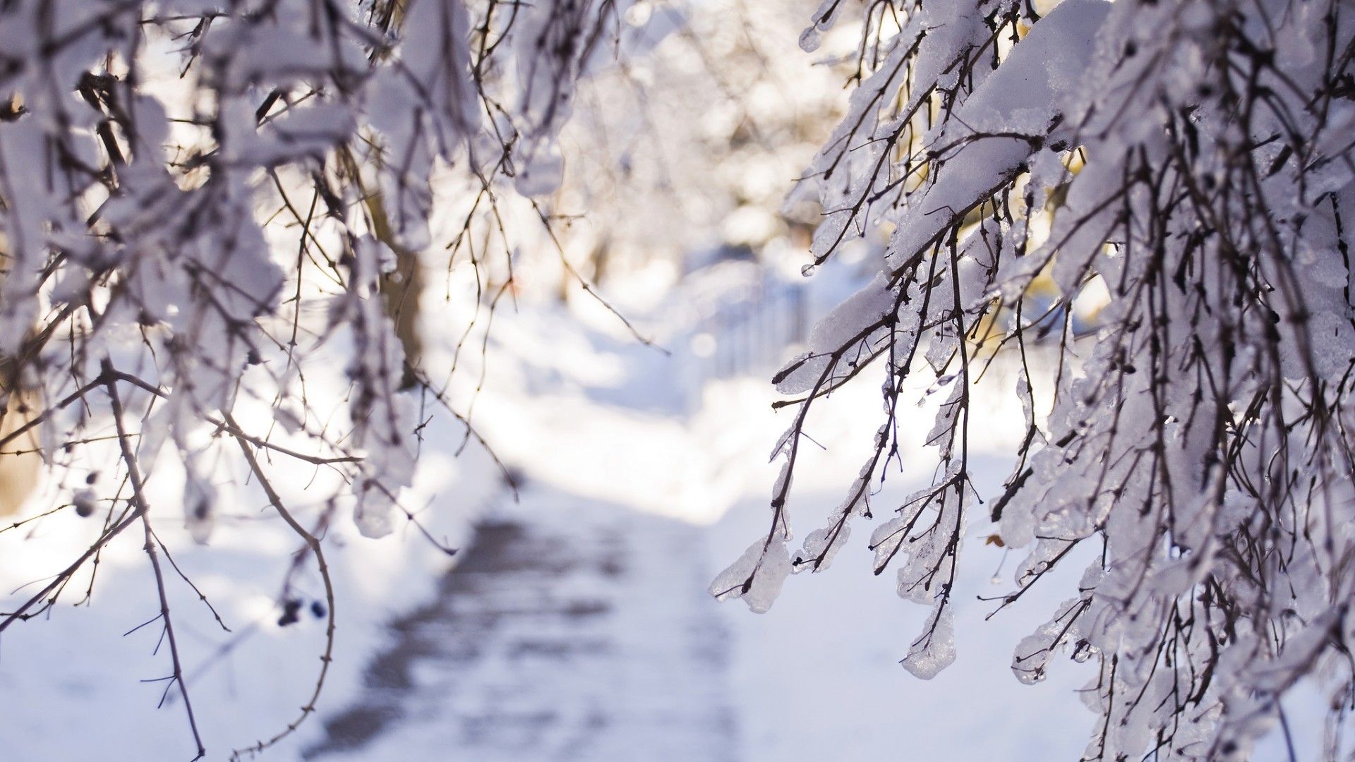 Baixar papel de parede para celular de Árvores, Neve, Inverno, Paisagem gratuito.