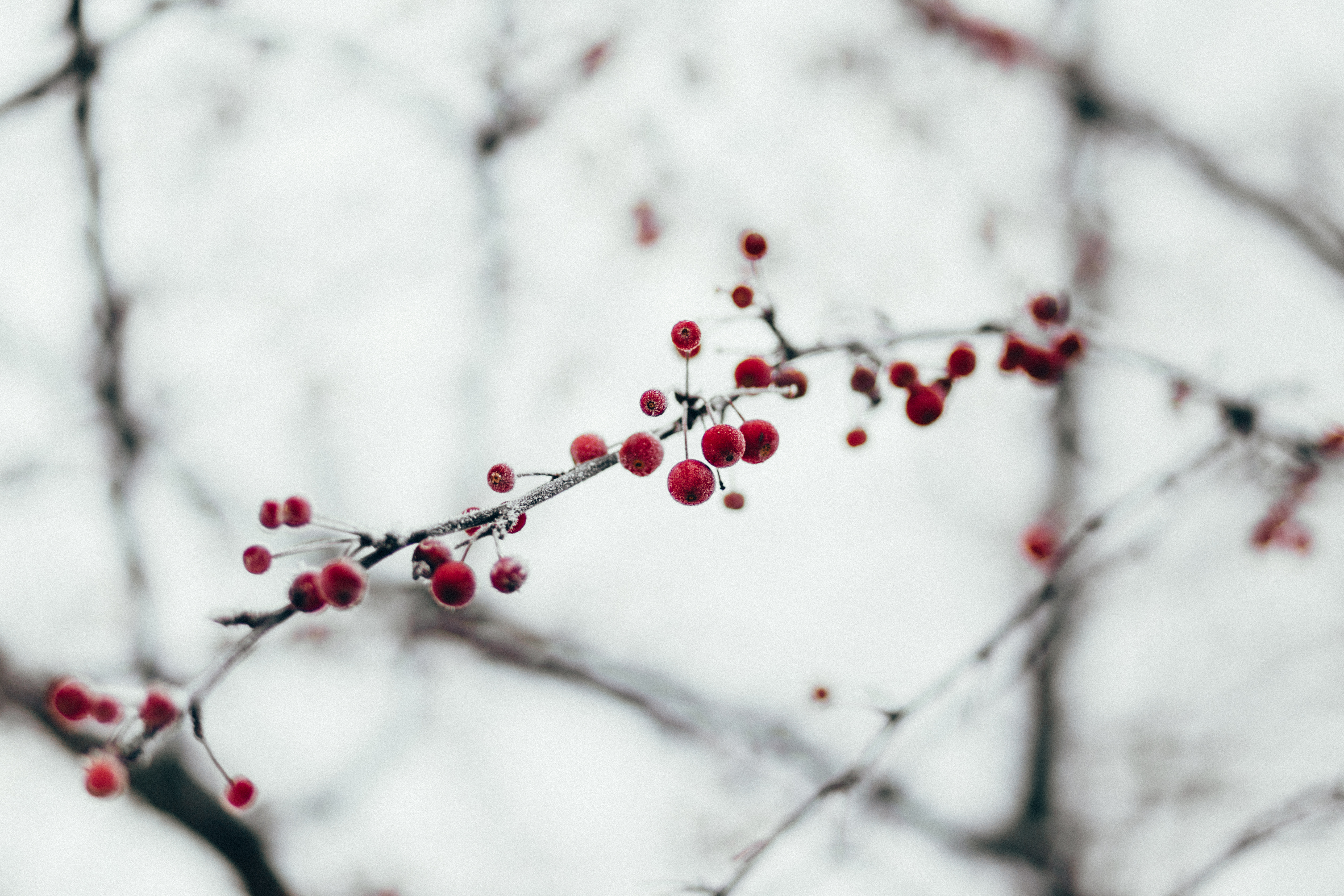 frozen, berries, red, macro, branch