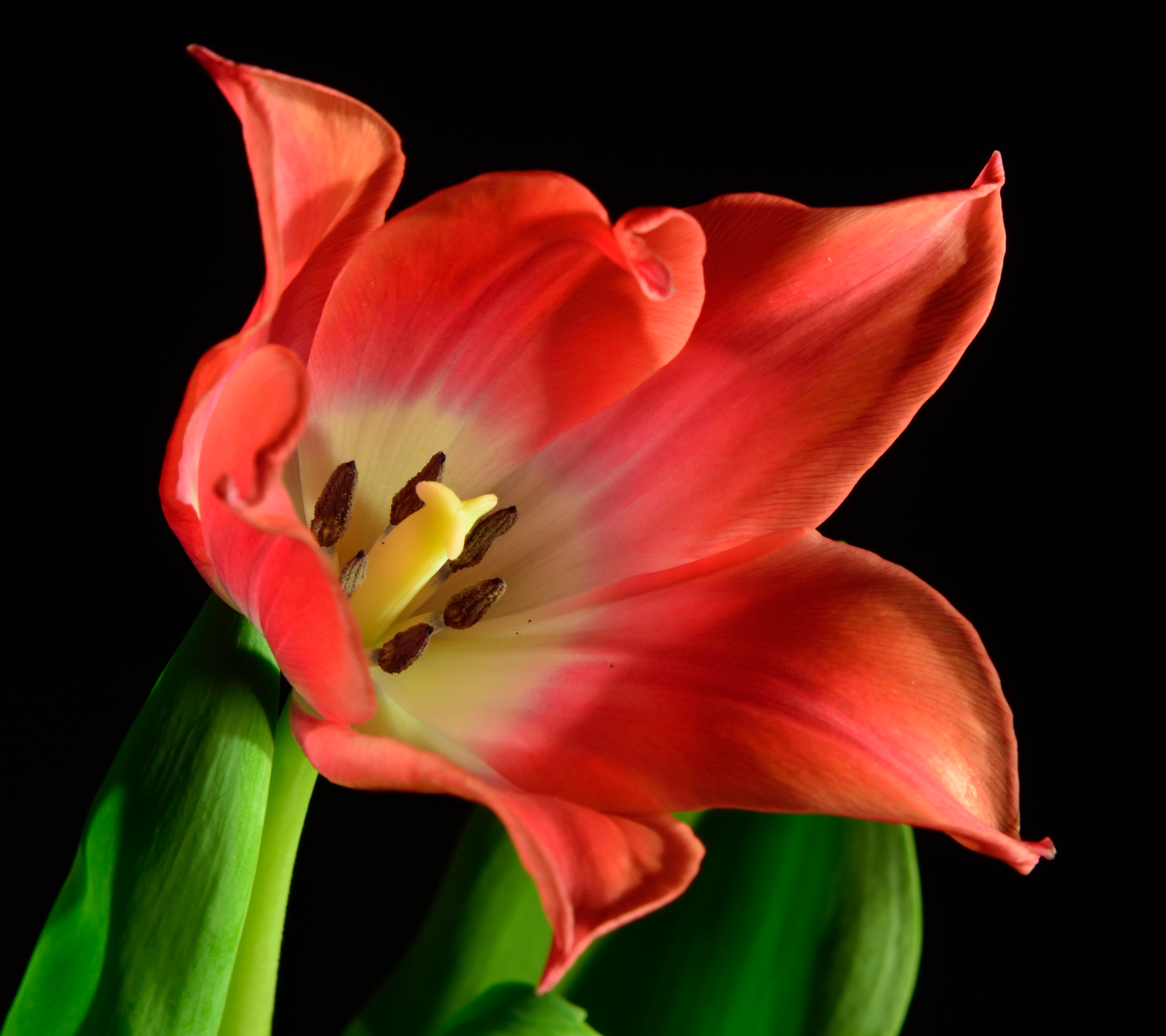 Descarga gratuita de fondo de pantalla para móvil de Flores, Flor, Tierra, Tulipán, Flor Roja, Tierra/naturaleza.