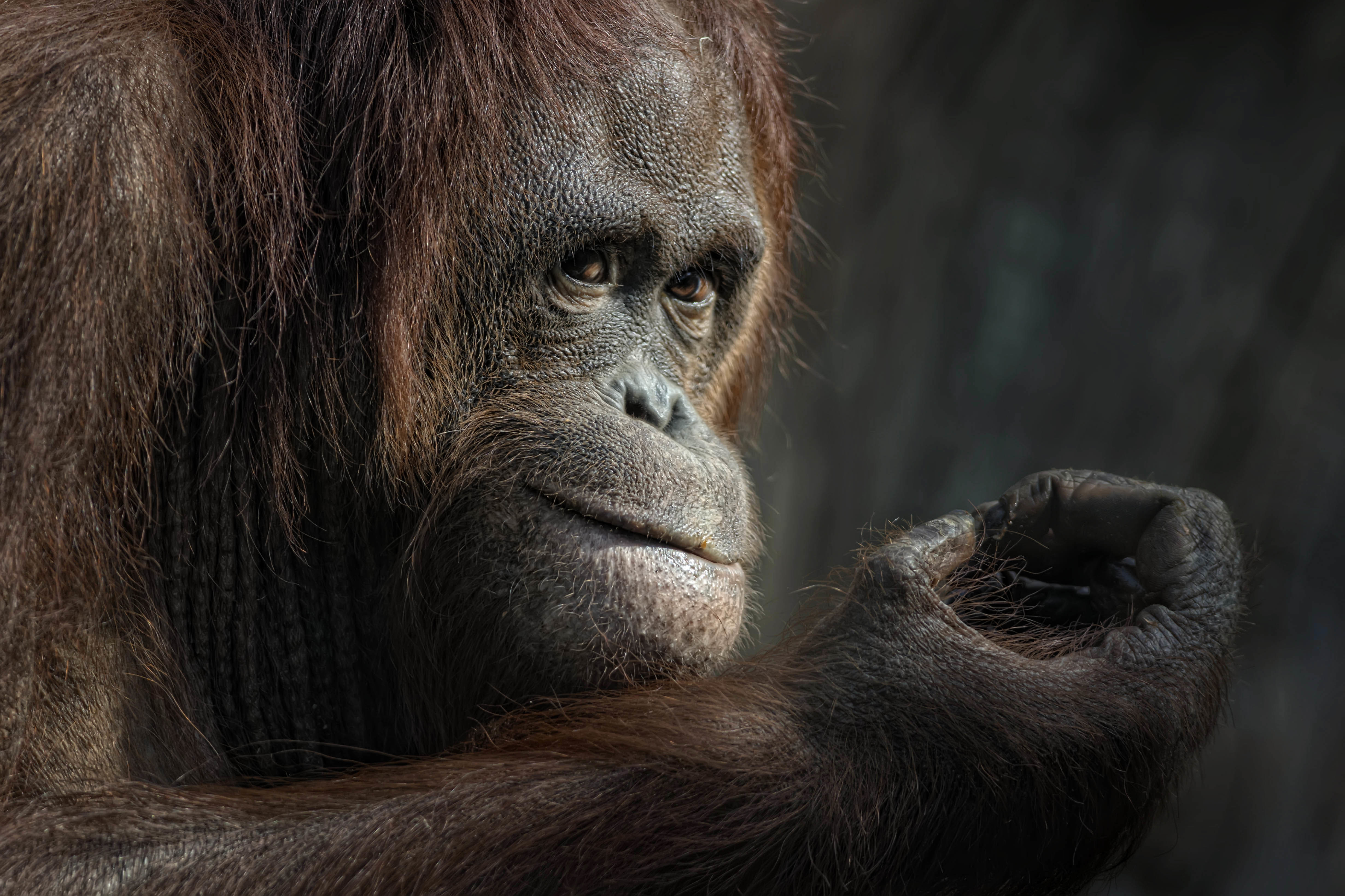 Free download wallpaper Monkeys, Monkey, Animal, Primate, Orangutan, Ape on your PC desktop