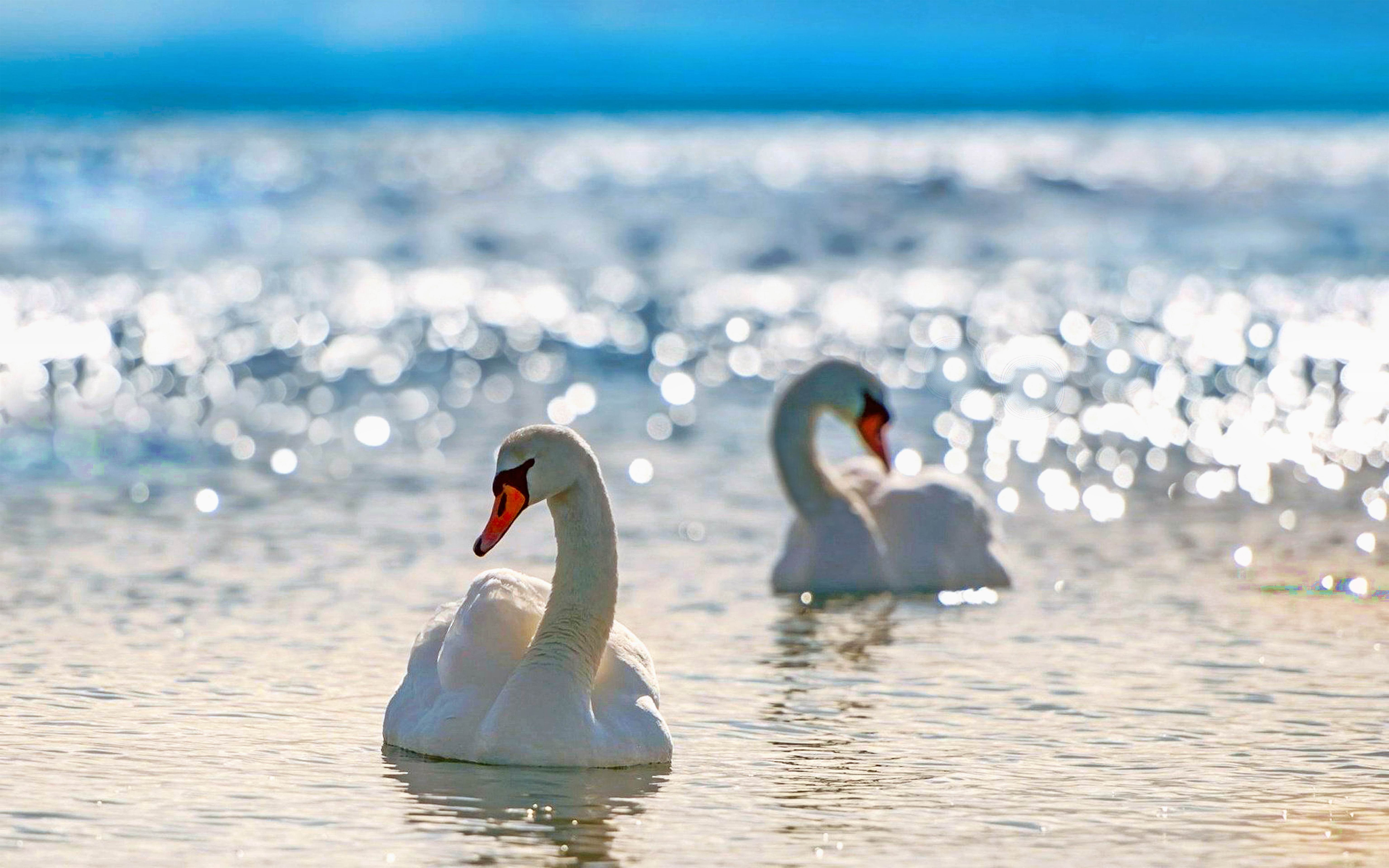 Descarga gratis la imagen Animales, Lago, Pájaro, Cisne, Bokeh, Soleado en el escritorio de tu PC