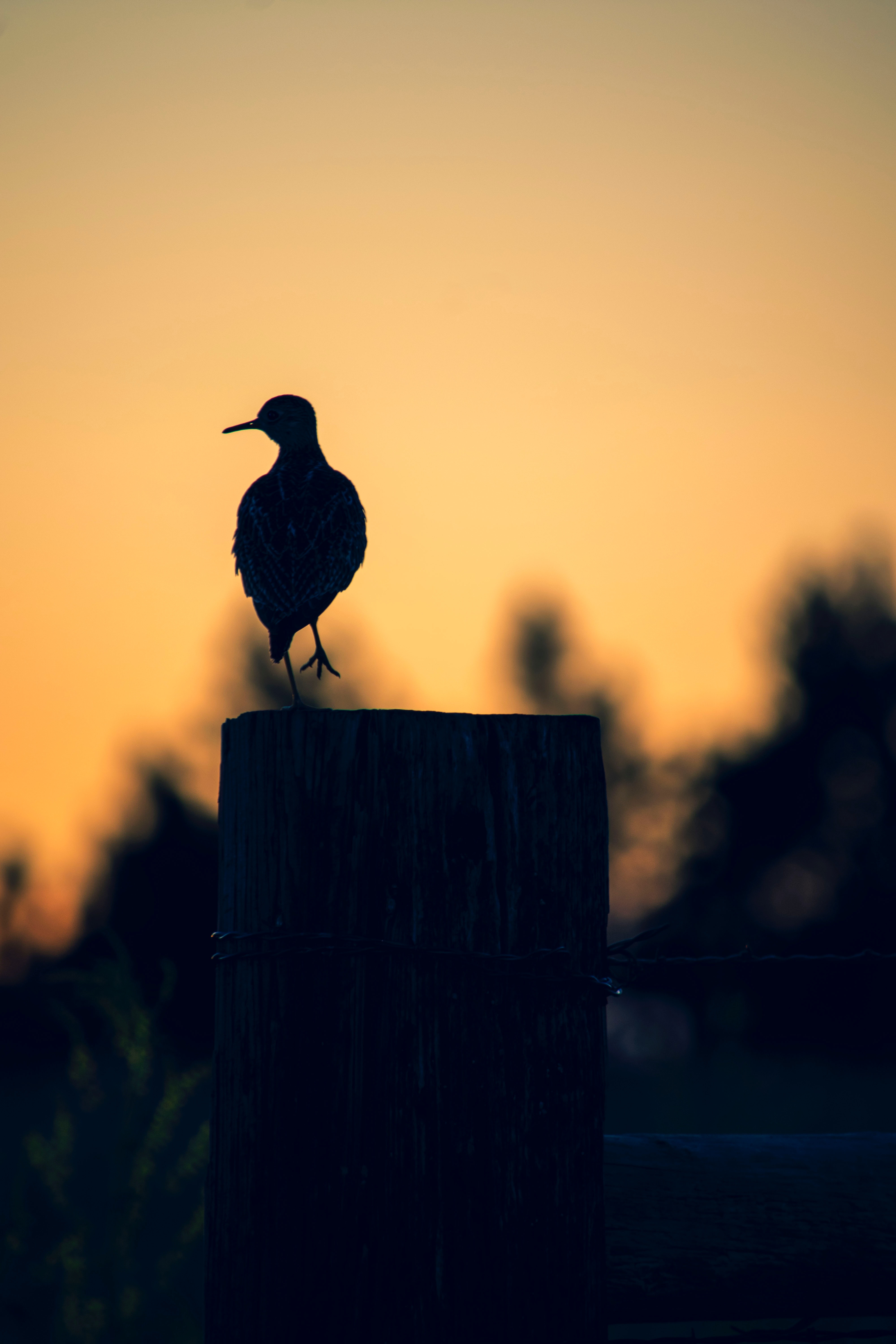 post, twilight, dark, silhouette, bird, dusk, pillar Full HD