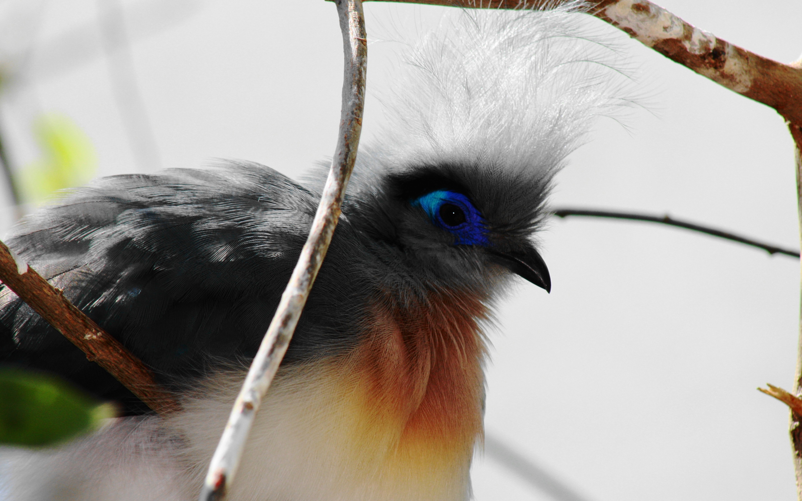 Baixe gratuitamente a imagem Animais, Aves, Pássaro na área de trabalho do seu PC