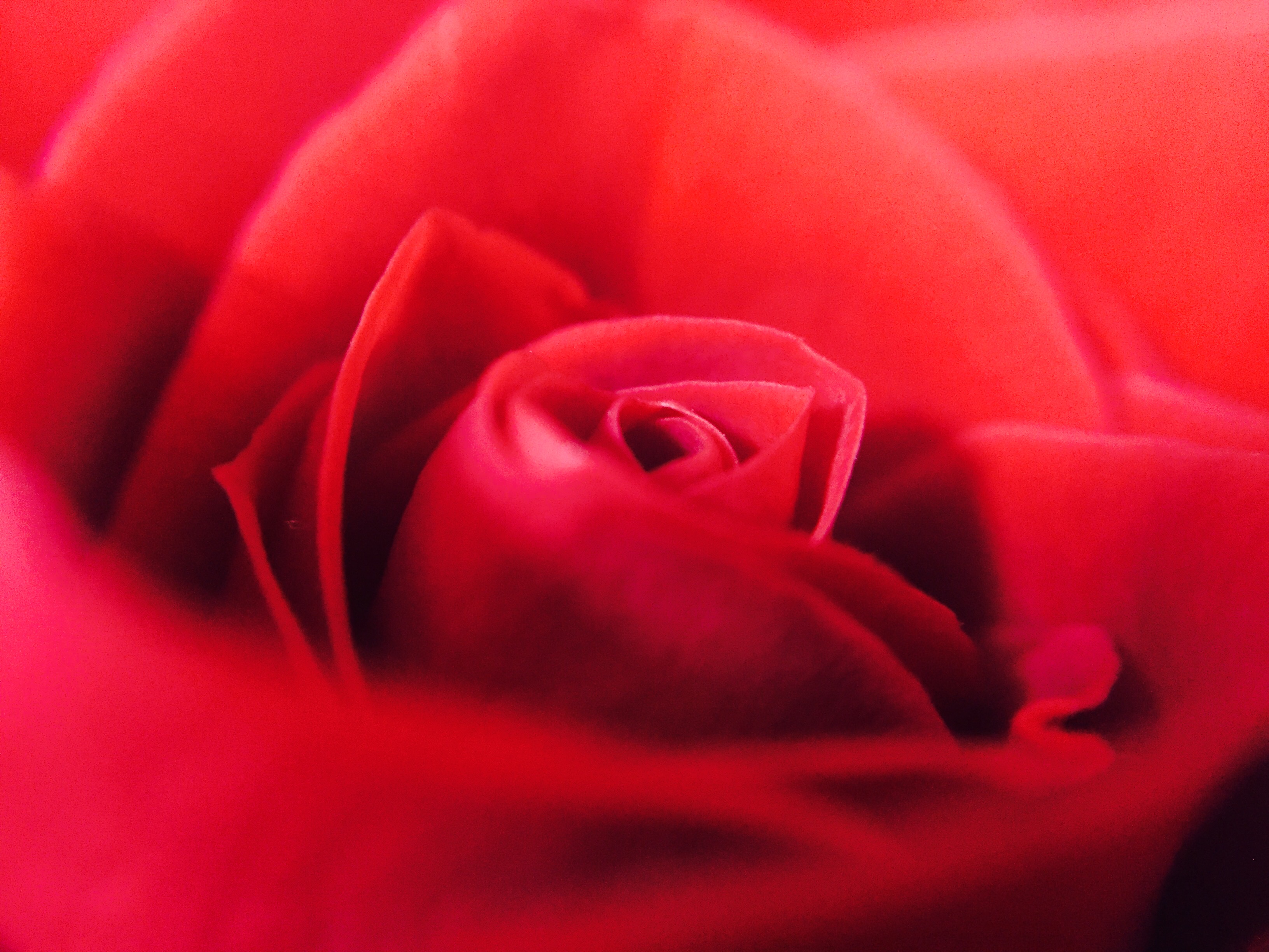 Скачати мобільні шпалери Квітка, Макрос, Роза, Земля, Червона Троянда, Червона Квітка, Флауерзи безкоштовно.