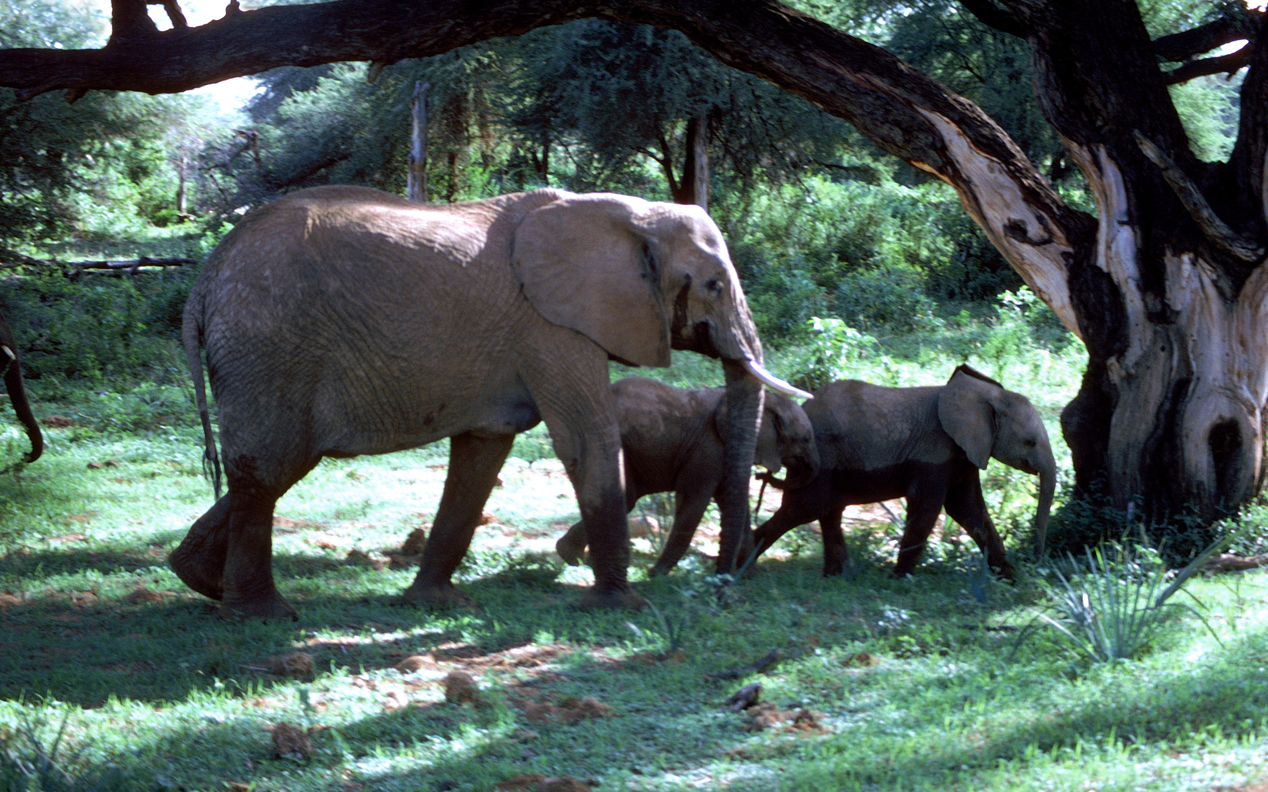 Laden Sie das Tiere, Elefanten, Afrikanischer Elefant-Bild kostenlos auf Ihren PC-Desktop herunter