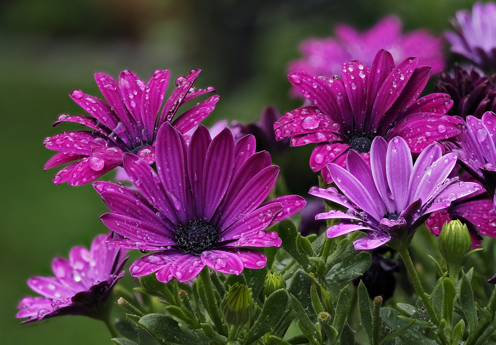 Free download wallpaper Nature, Flowers, Flower, Earth, Daisy, Purple Flower, Water Drop on your PC desktop