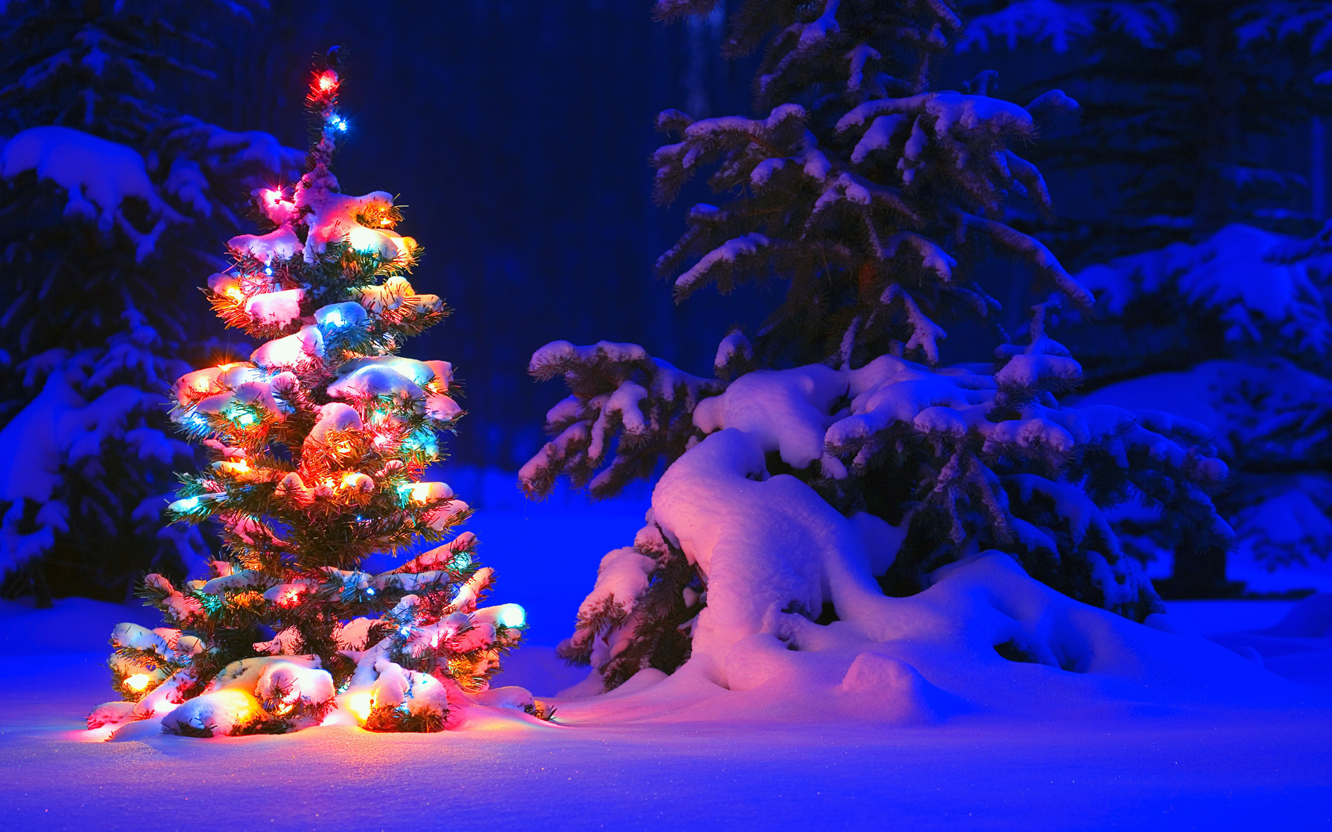 Download mobile wallpaper Winter, Night, Snow, Forest, Tree, Christmas, Holiday, Christmas Tree for free.