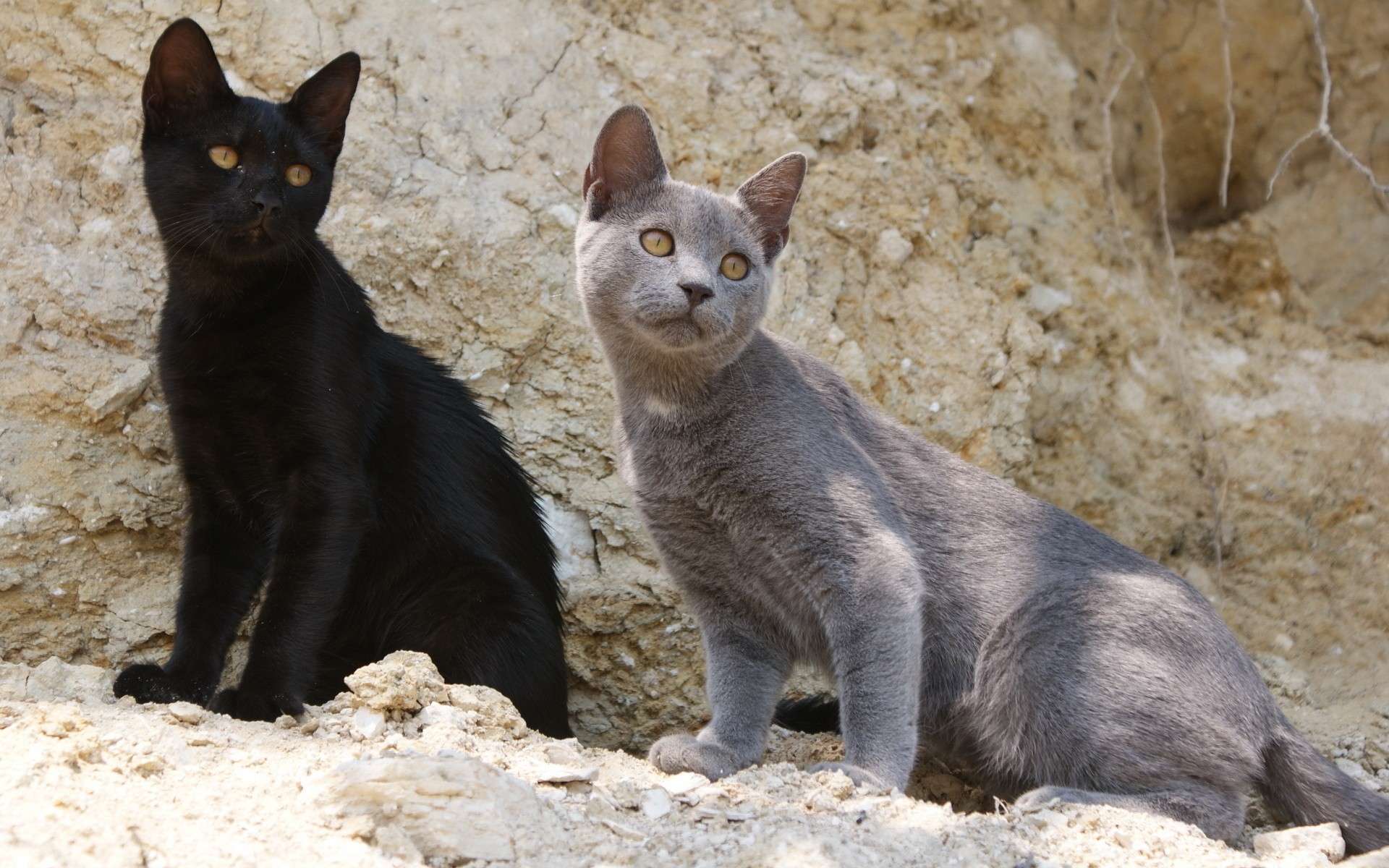 Baixar papel de parede para celular de Animais, Gatos, Gato gratuito.