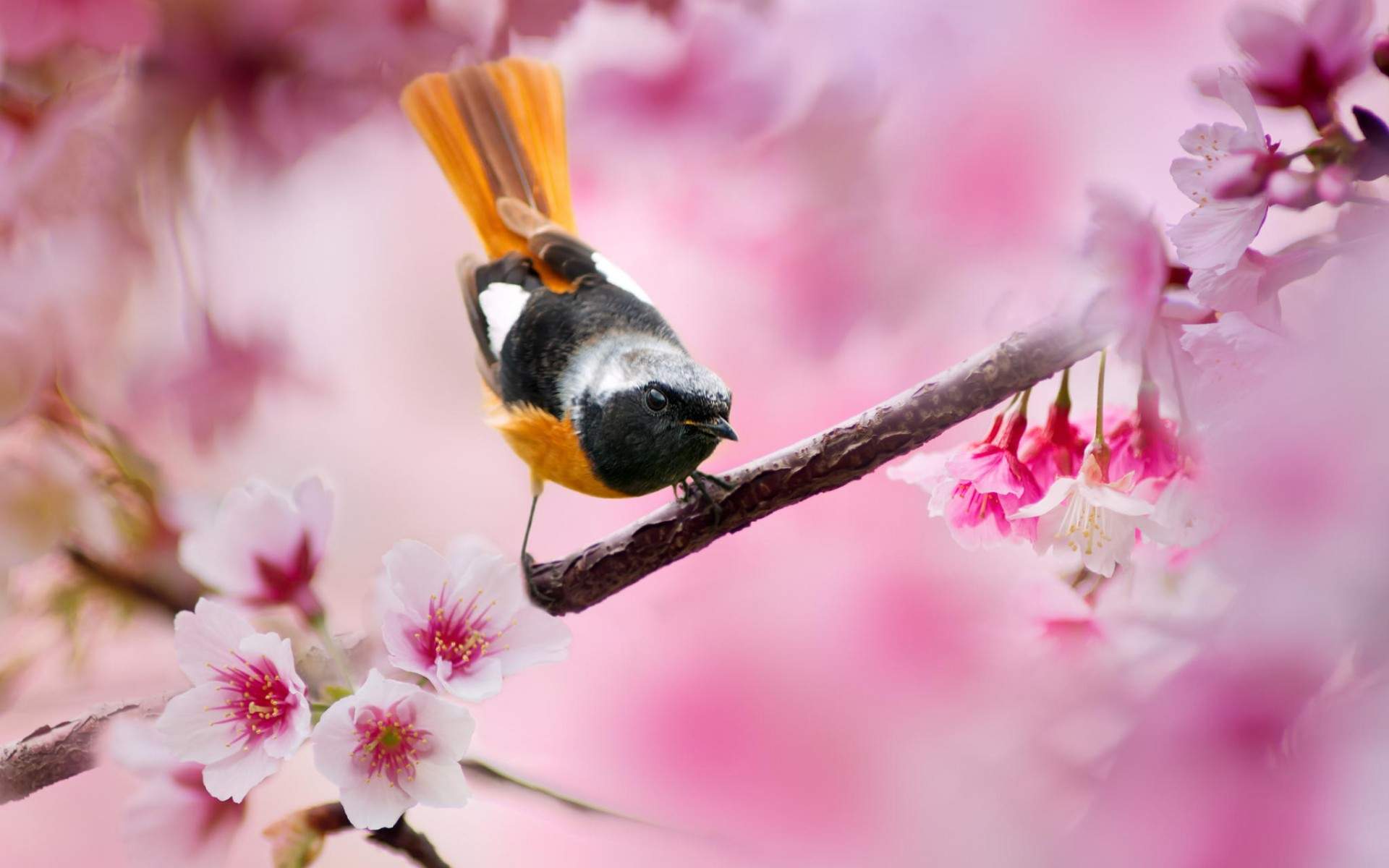 Téléchargez des papiers peints mobile Animaux, Oiseau, Des Oiseaux gratuitement.