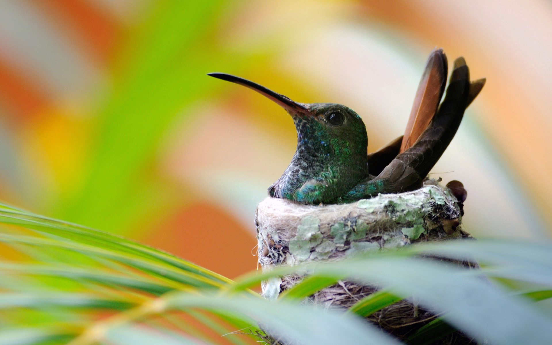 67023 descargar fondo de pantalla colibríes, animales, pájaro, nido: protectores de pantalla e imágenes gratis