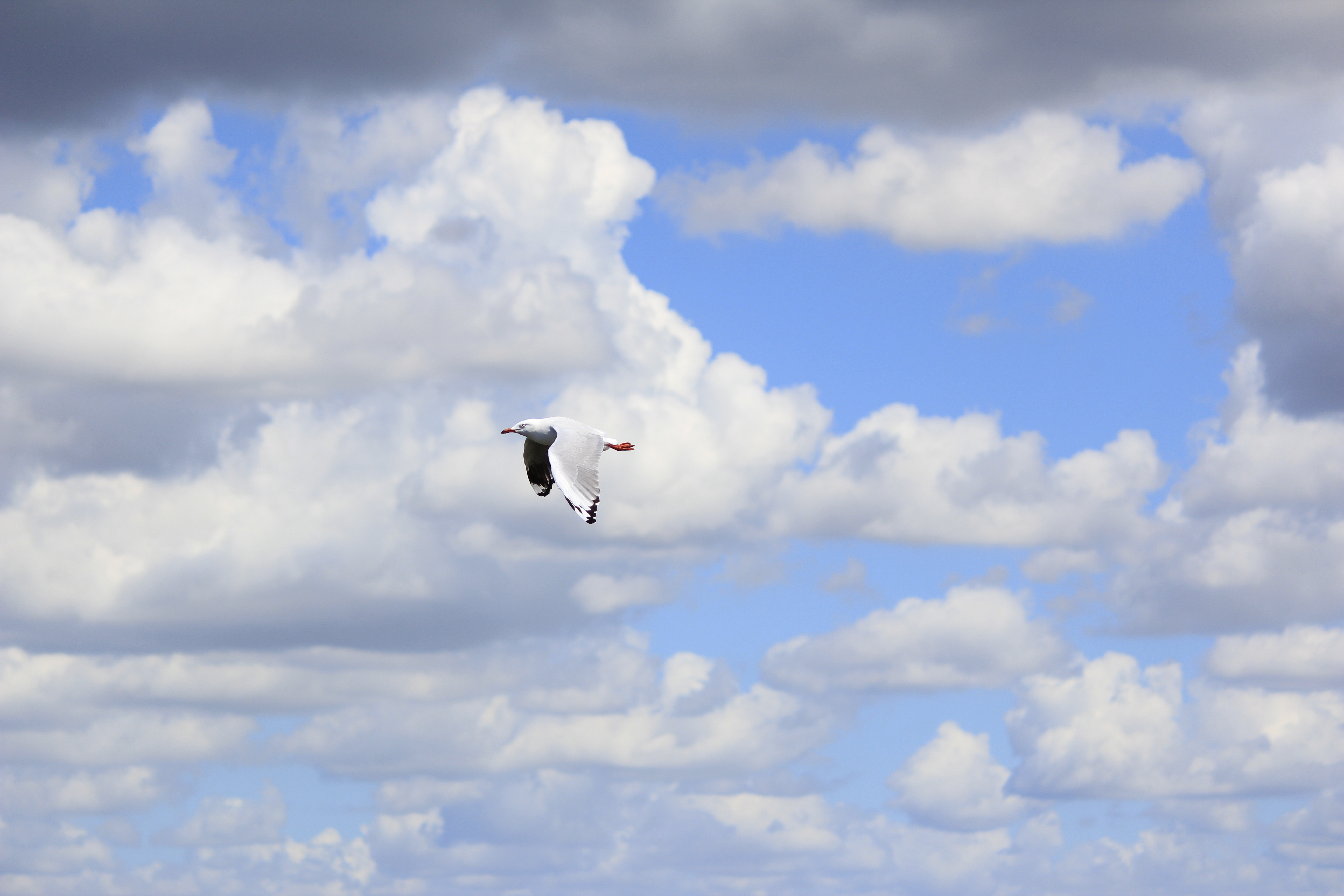 sky, animals, clouds, bird, flight, gull, seagull 2160p