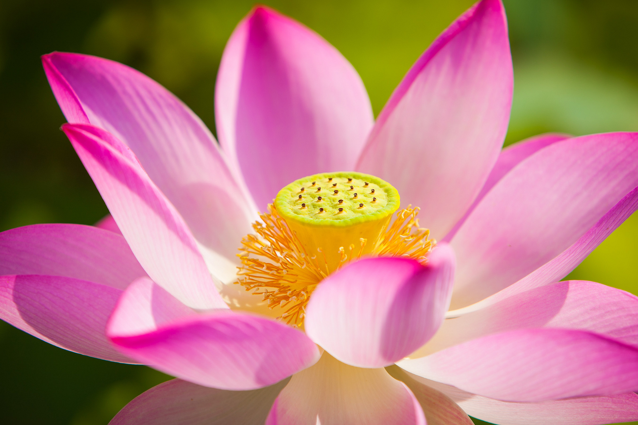 Descarga gratis la imagen Flores, Loto, Flor, Flor Rosa, De Cerca, Tierra/naturaleza en el escritorio de tu PC