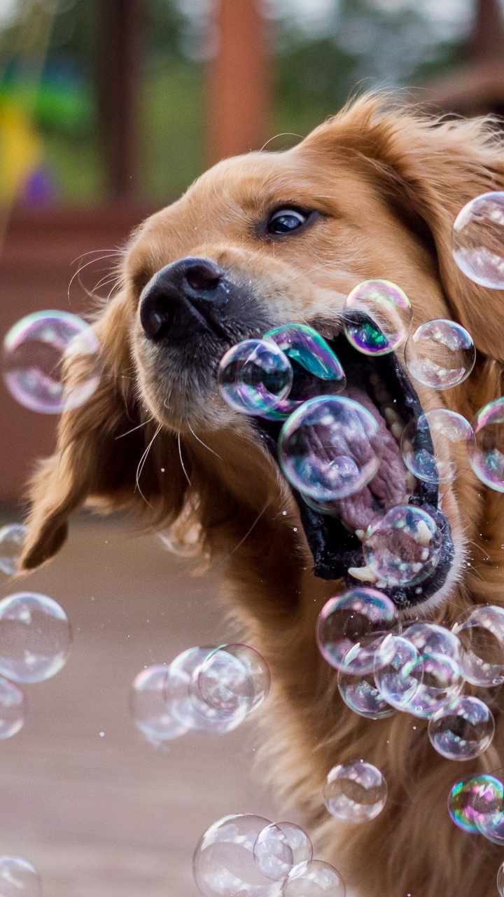 Download mobile wallpaper Funny, Dogs, Dog, Close Up, Animal, Golden Retriever, Bubble for free.