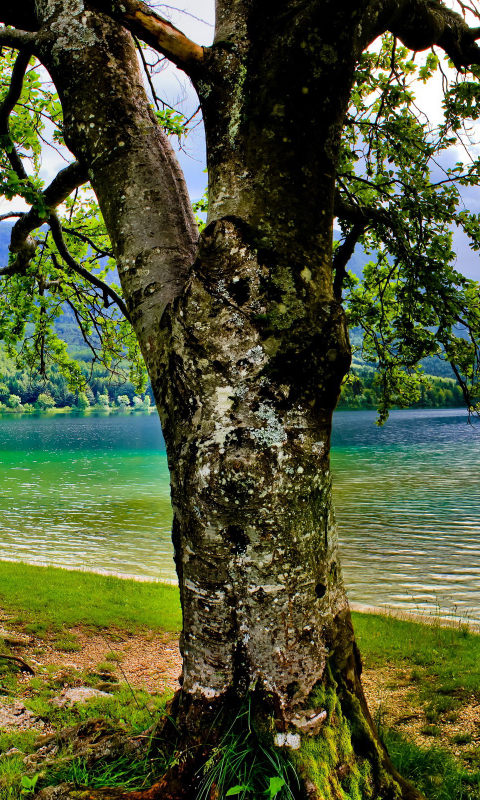 Download mobile wallpaper Trees, Tree, Earth for free.