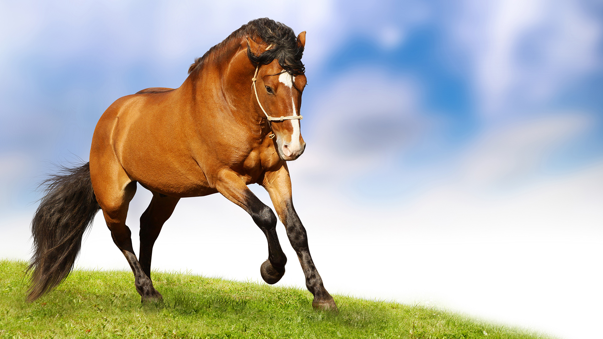 Download mobile wallpaper Animal, Horse for free.