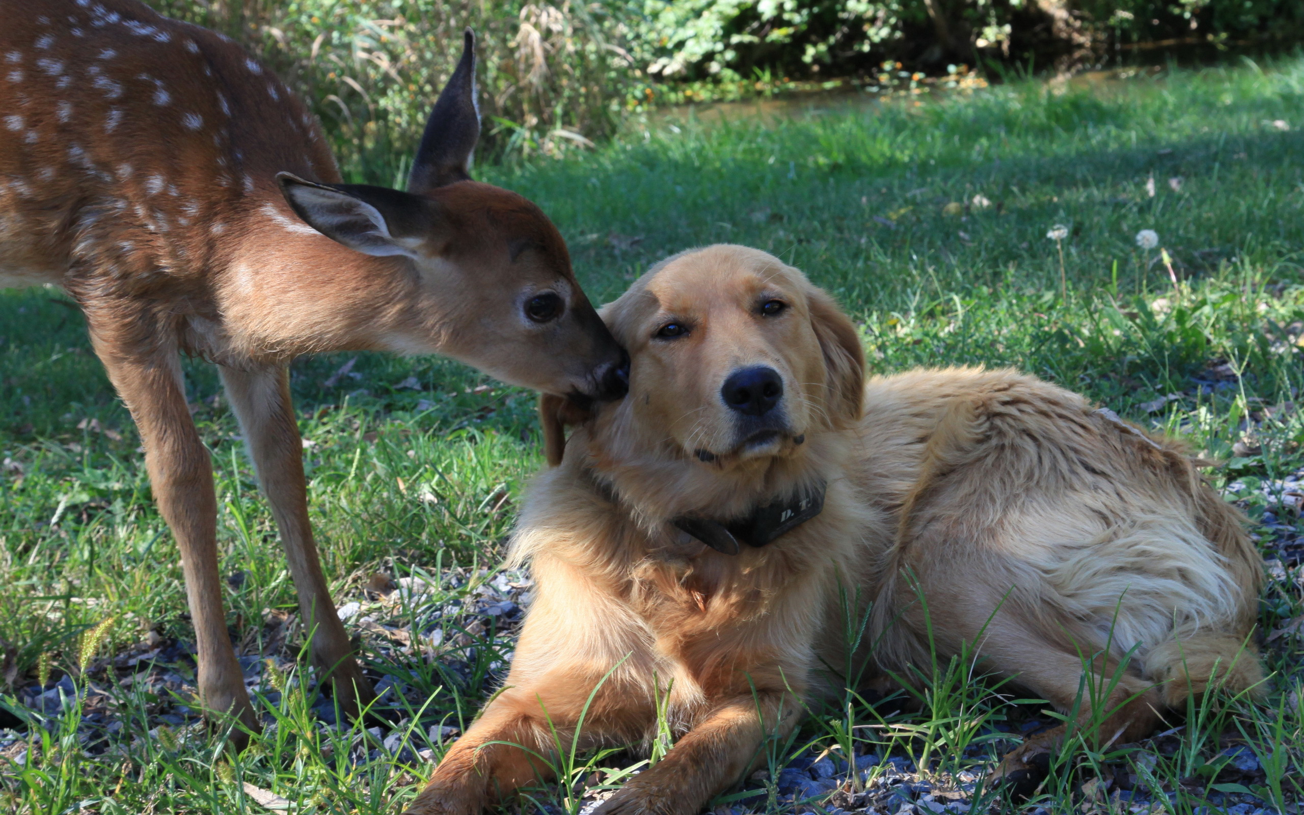 570966壁紙のダウンロード子鹿, 動物, 可愛い, 鹿, 犬, 愛する-スクリーンセーバーと写真を無料で