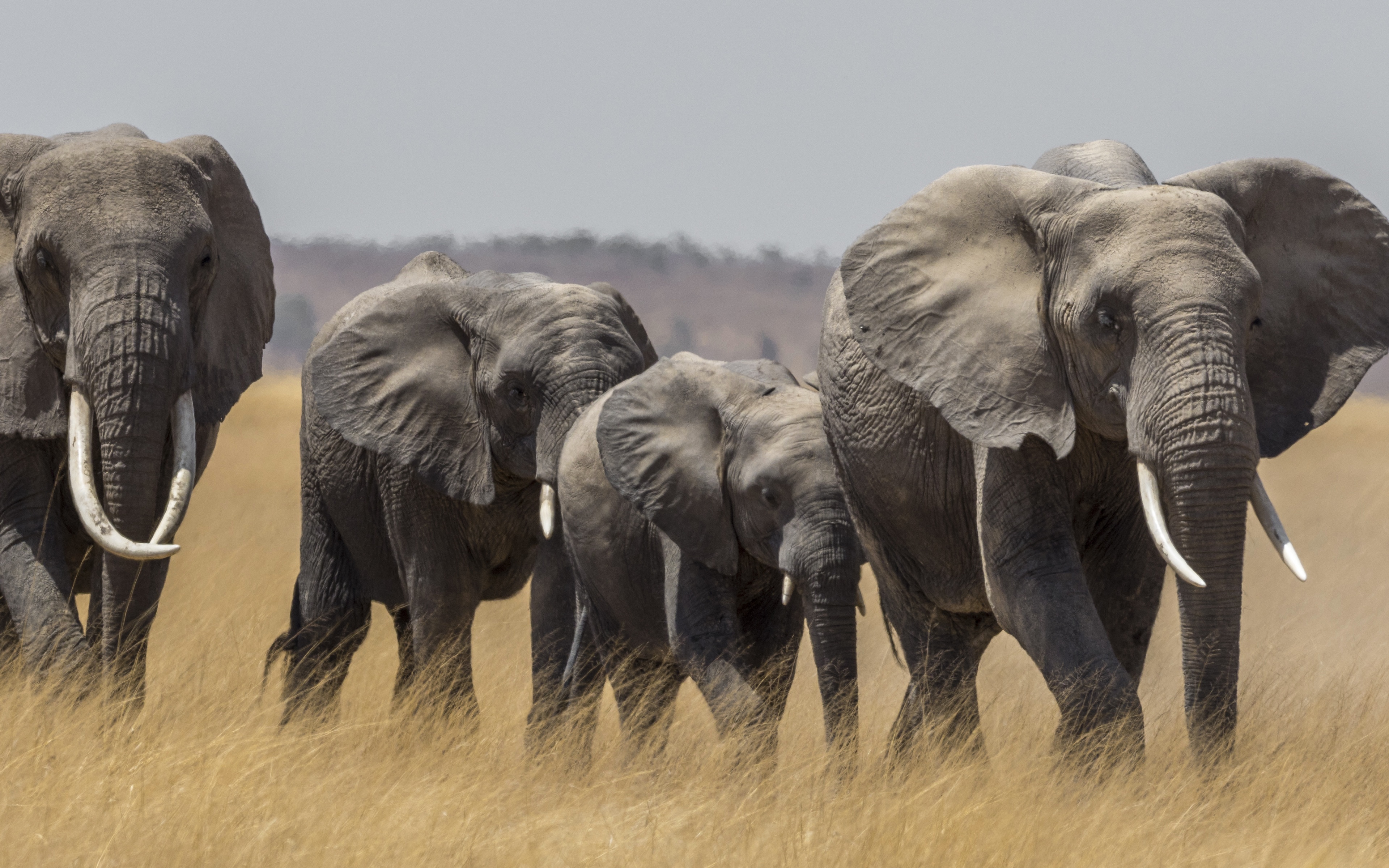 Download mobile wallpaper Elephants, Animal, African Bush Elephant for free.