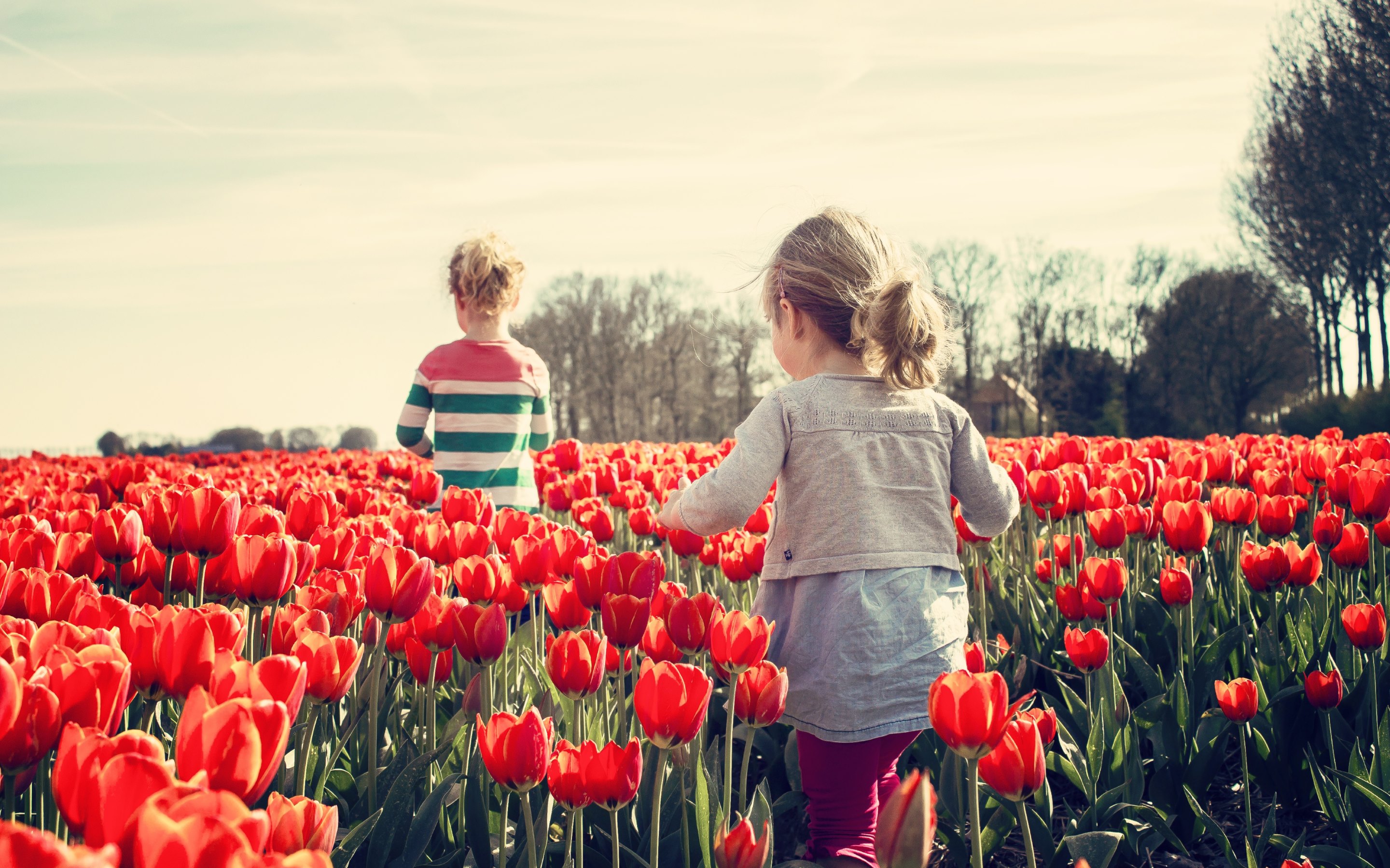 Descarga gratis la imagen Flor, Niño, Tulipán, Fotografía en el escritorio de tu PC