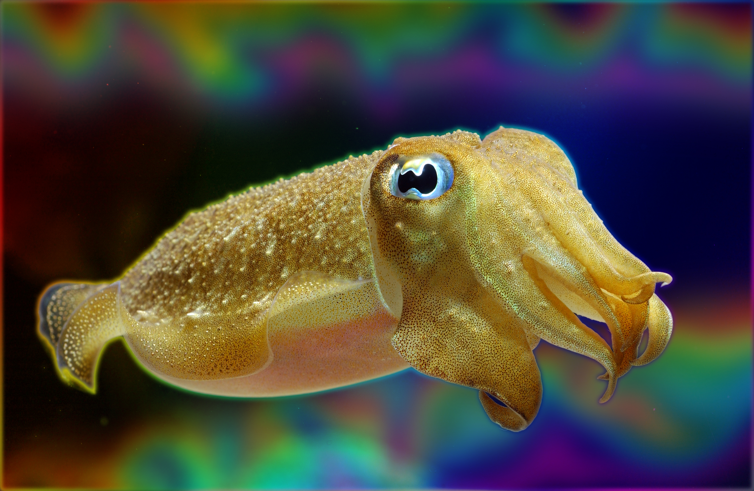 320461 descargar fondo de pantalla animales, calamar, peces: protectores de pantalla e imágenes gratis