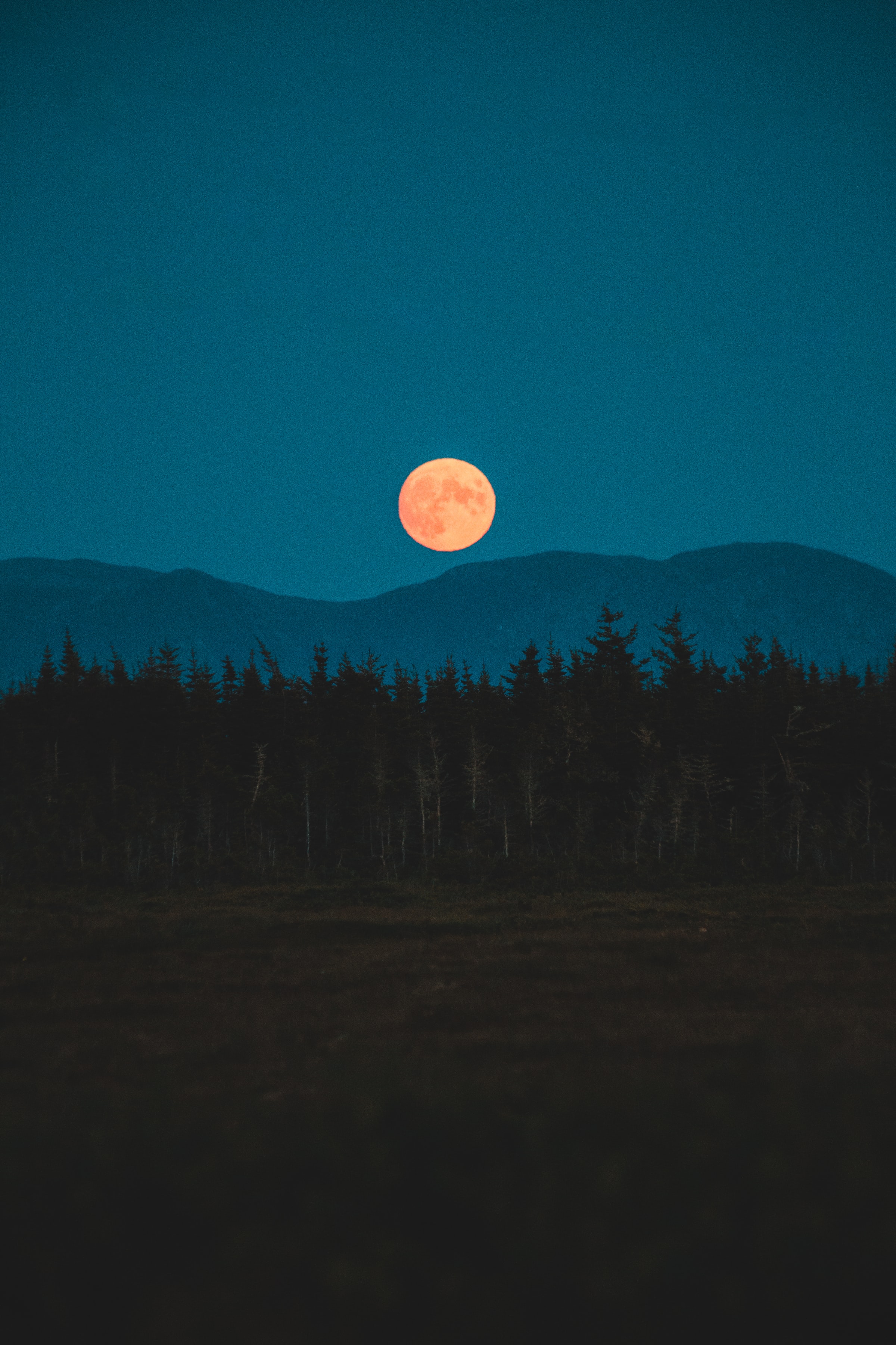 Free download wallpaper Trees, Spruce, Fir, Nature, Mountains, Night, Moon on your PC desktop