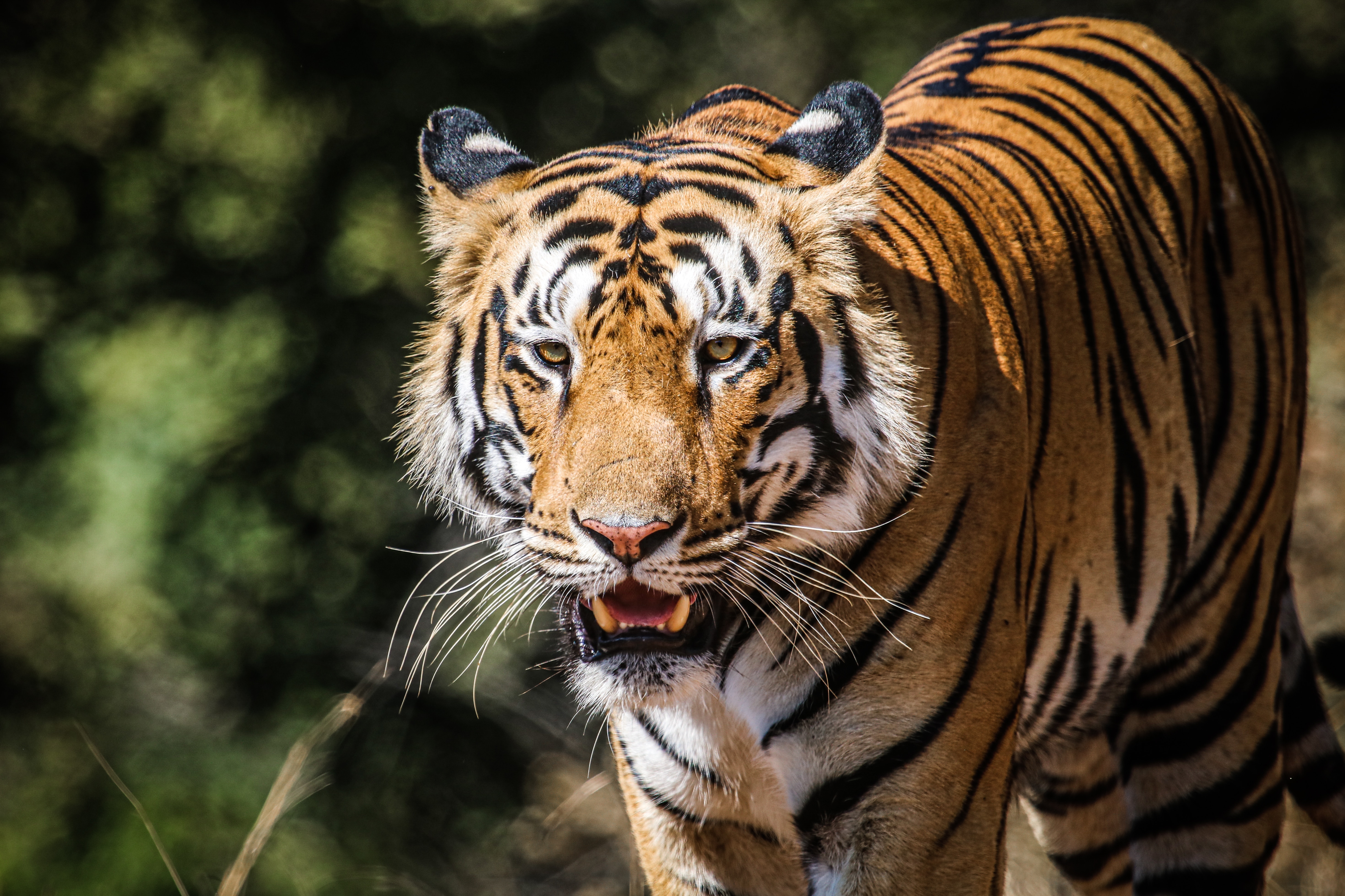 PC Wallpapers animals, predator, big cat, wildlife, tiger