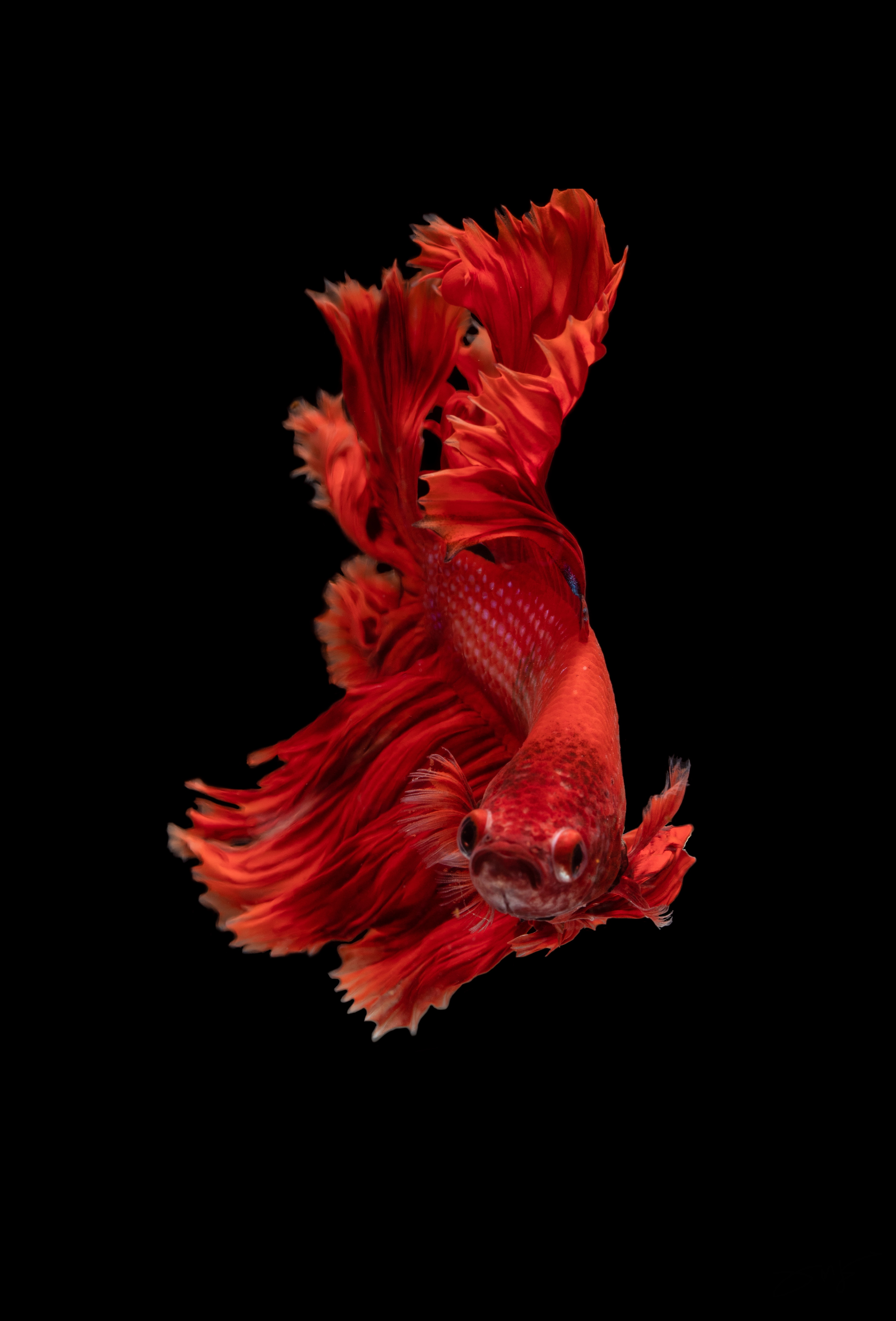 61777 télécharger l'image aquarium, animaux, rouge, monde sous marin, petit poisson, louche - fonds d'écran et économiseurs d'écran gratuits