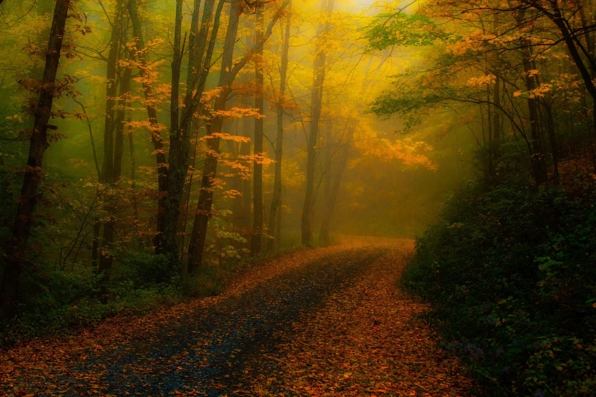 Free download wallpaper Forest, Tree, Leaf, Fall, Earth, Path on your PC desktop