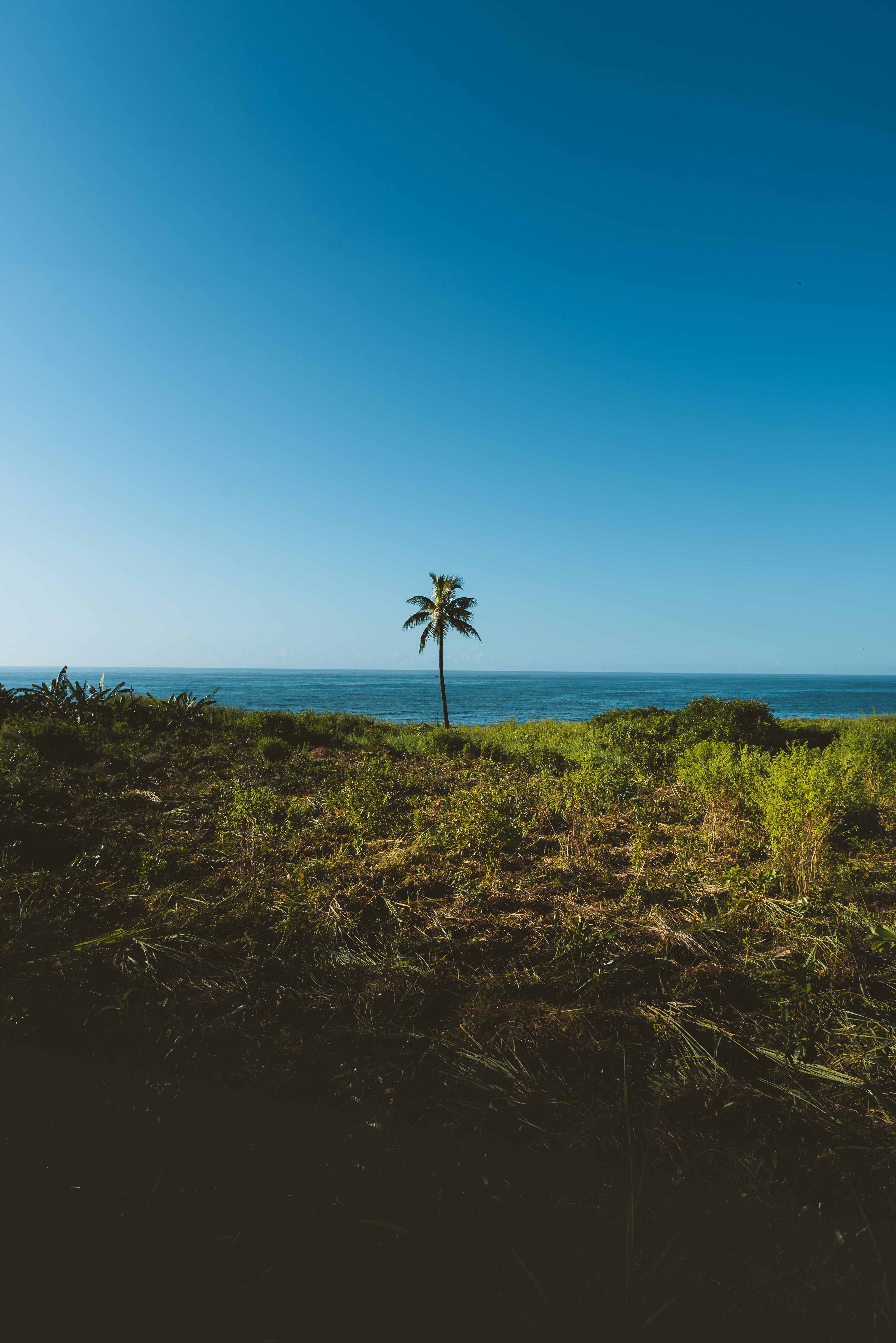 Download mobile wallpaper Wood, Nature, Grass, Tree, Horizon, Palm, Sea for free.