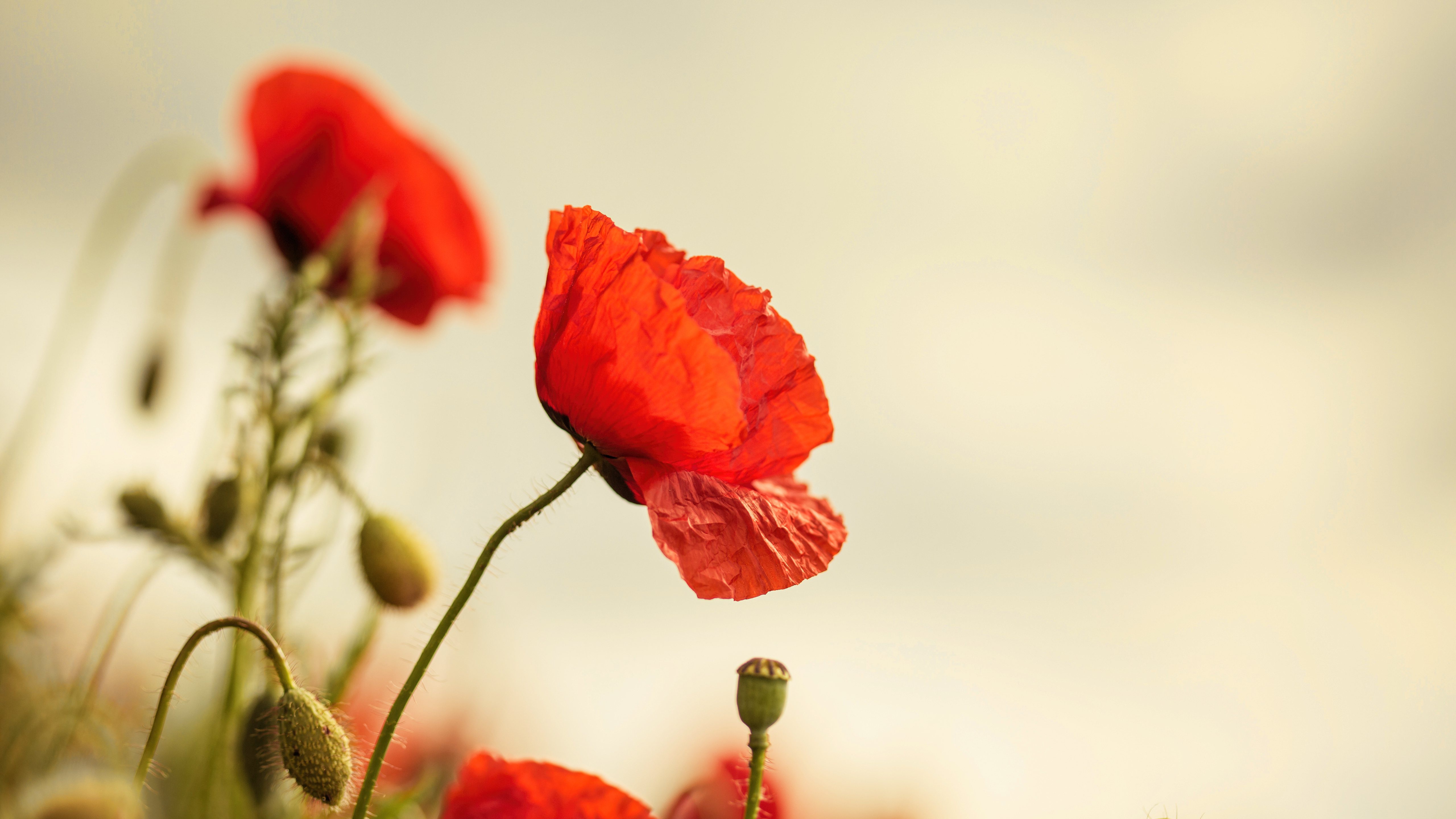 Free download wallpaper Poppy, Flowers, Earth on your PC desktop