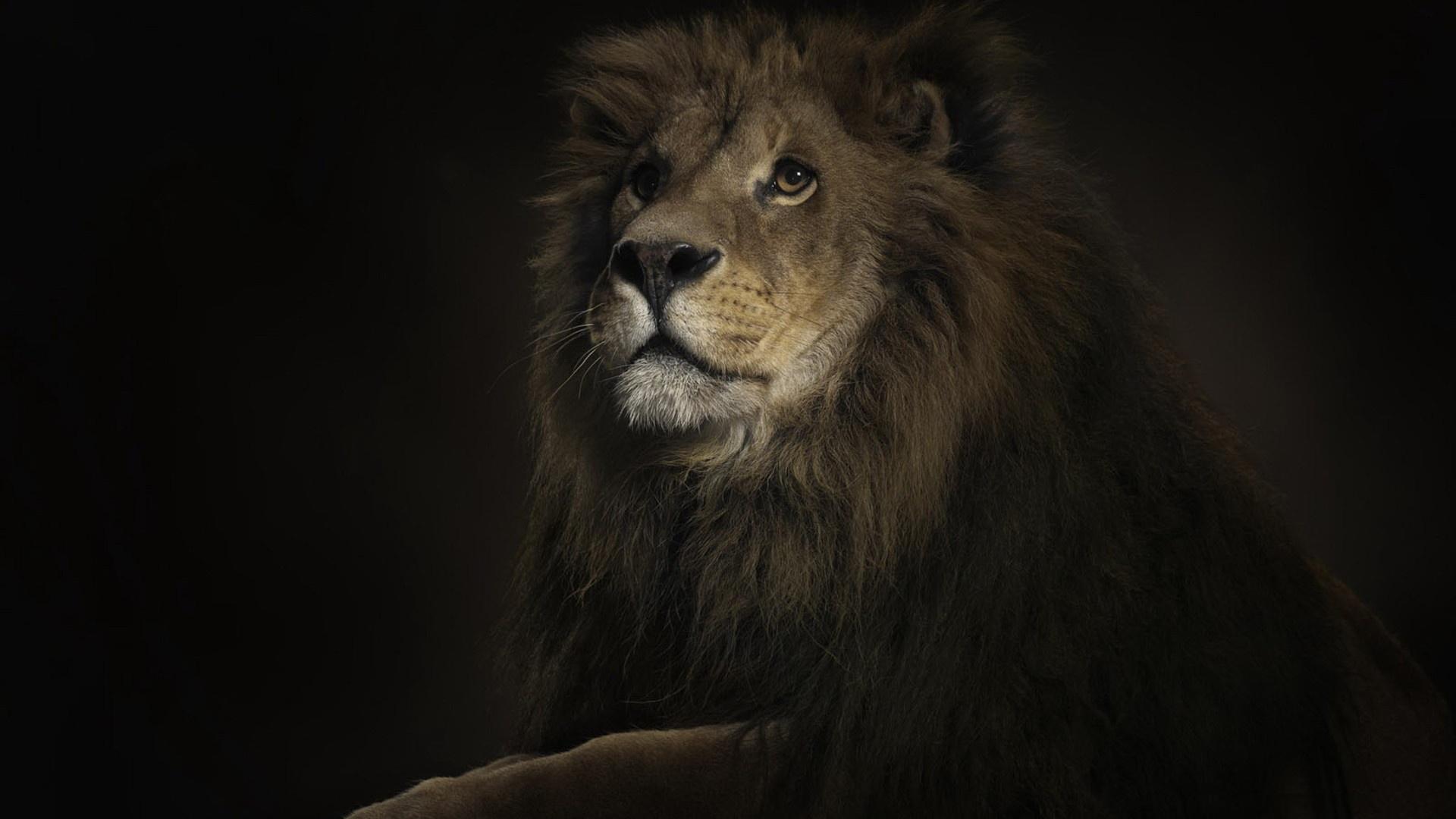 165306壁紙のダウンロード動物, ライオン, 猫-スクリーンセーバーと写真を無料で